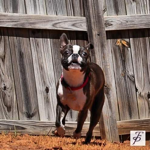 Robinson Animal Hospital Clayton