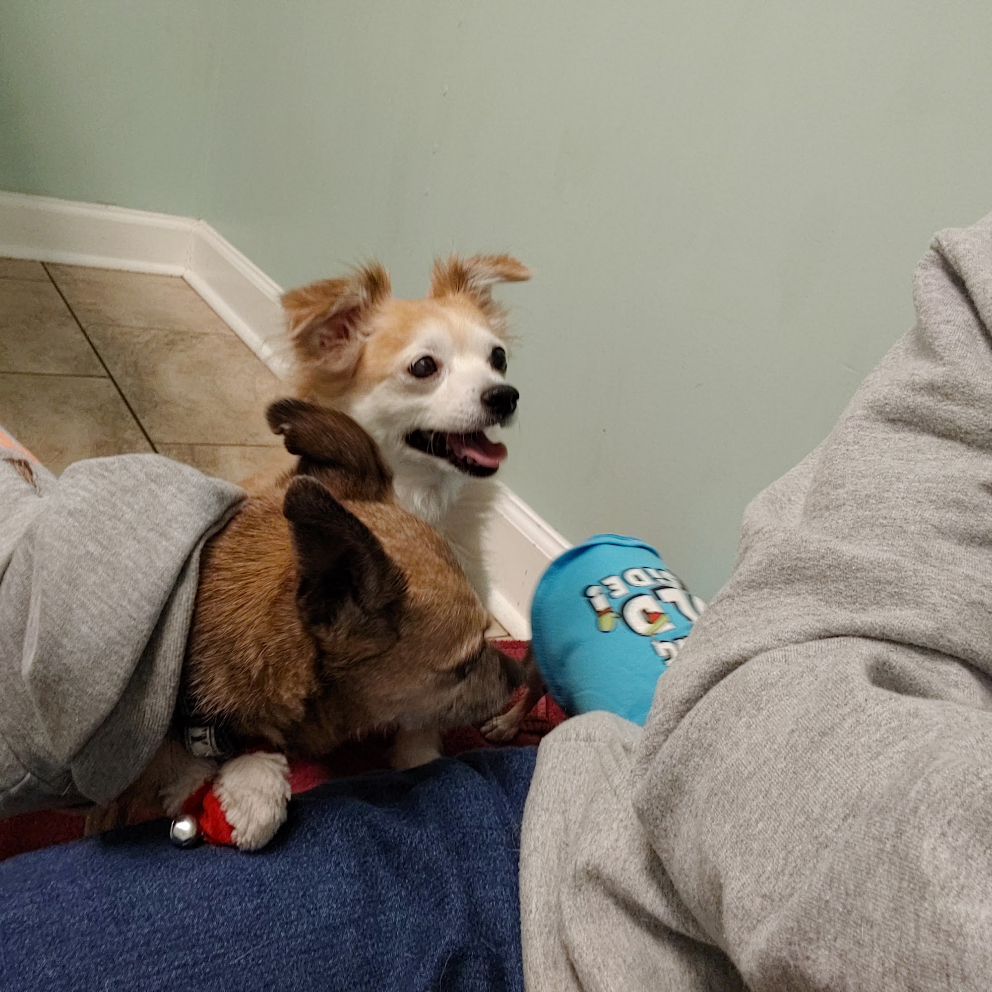 Clayton Animal Hospital Clayton