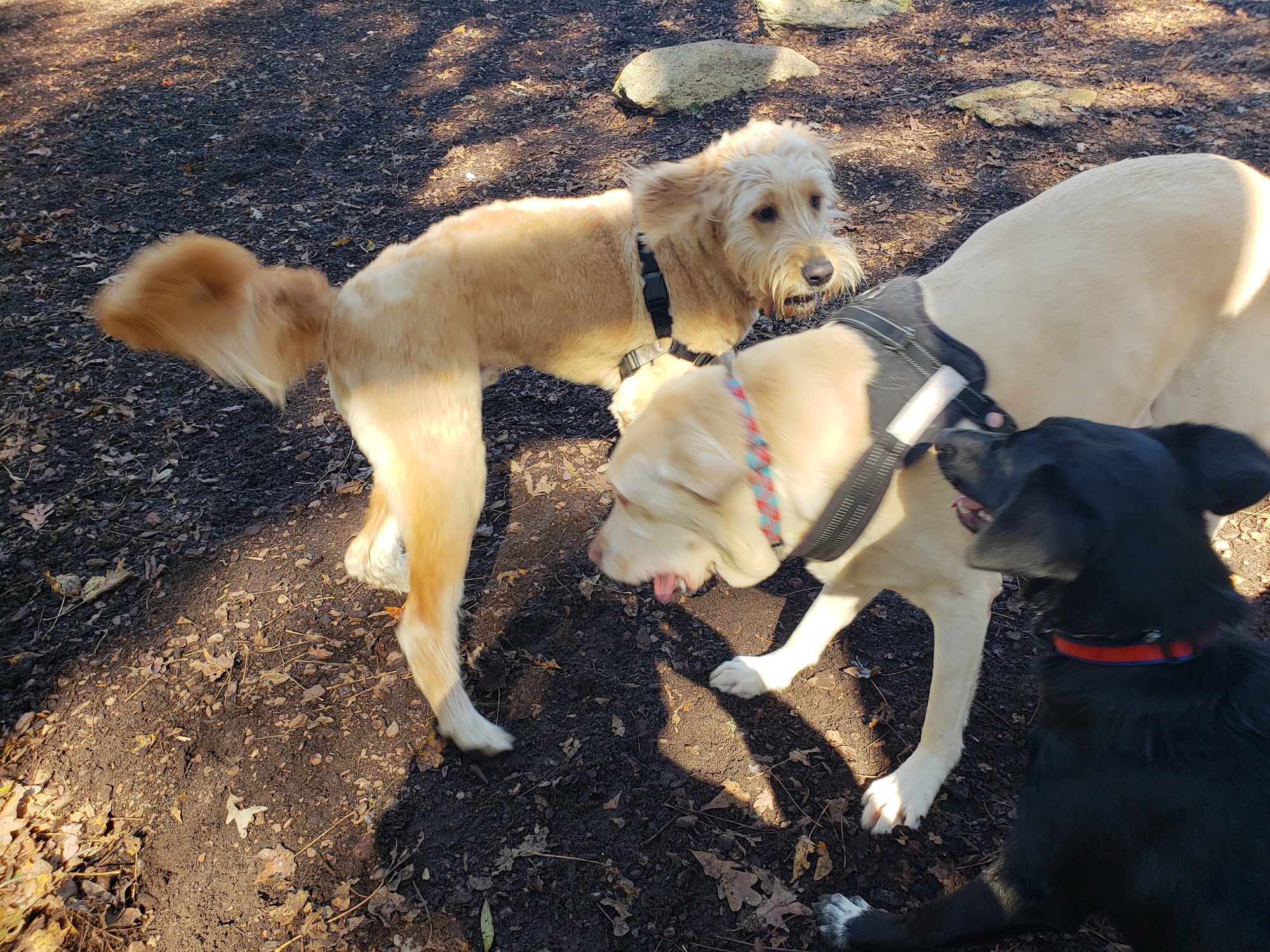 East Clayton Dog Park Clayton