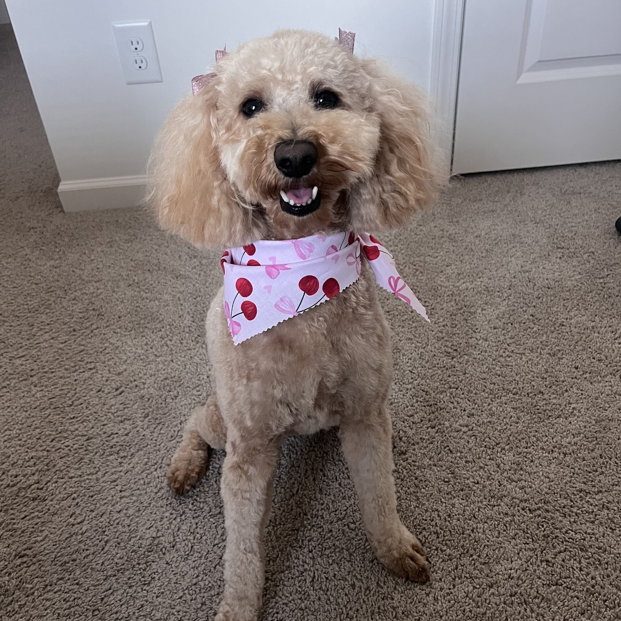 Woof Gang Bakery & Grooming Flowers Crossroads Clayton