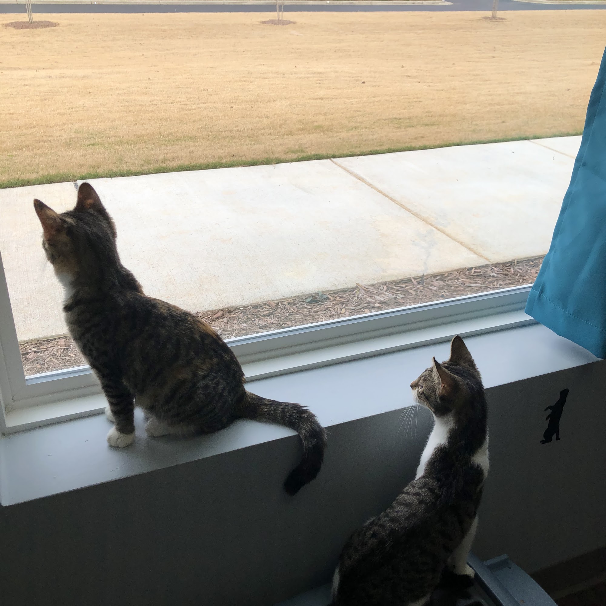 Stonewater Veterinary Hospital Clayton