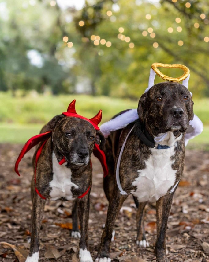 Stonewater Veterinary Hospital Clayton