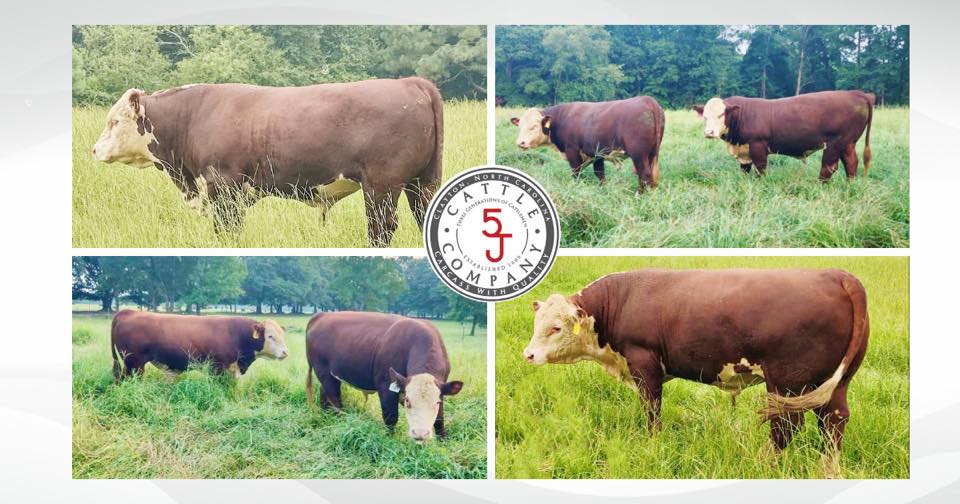 Five J’s Farm Clayton