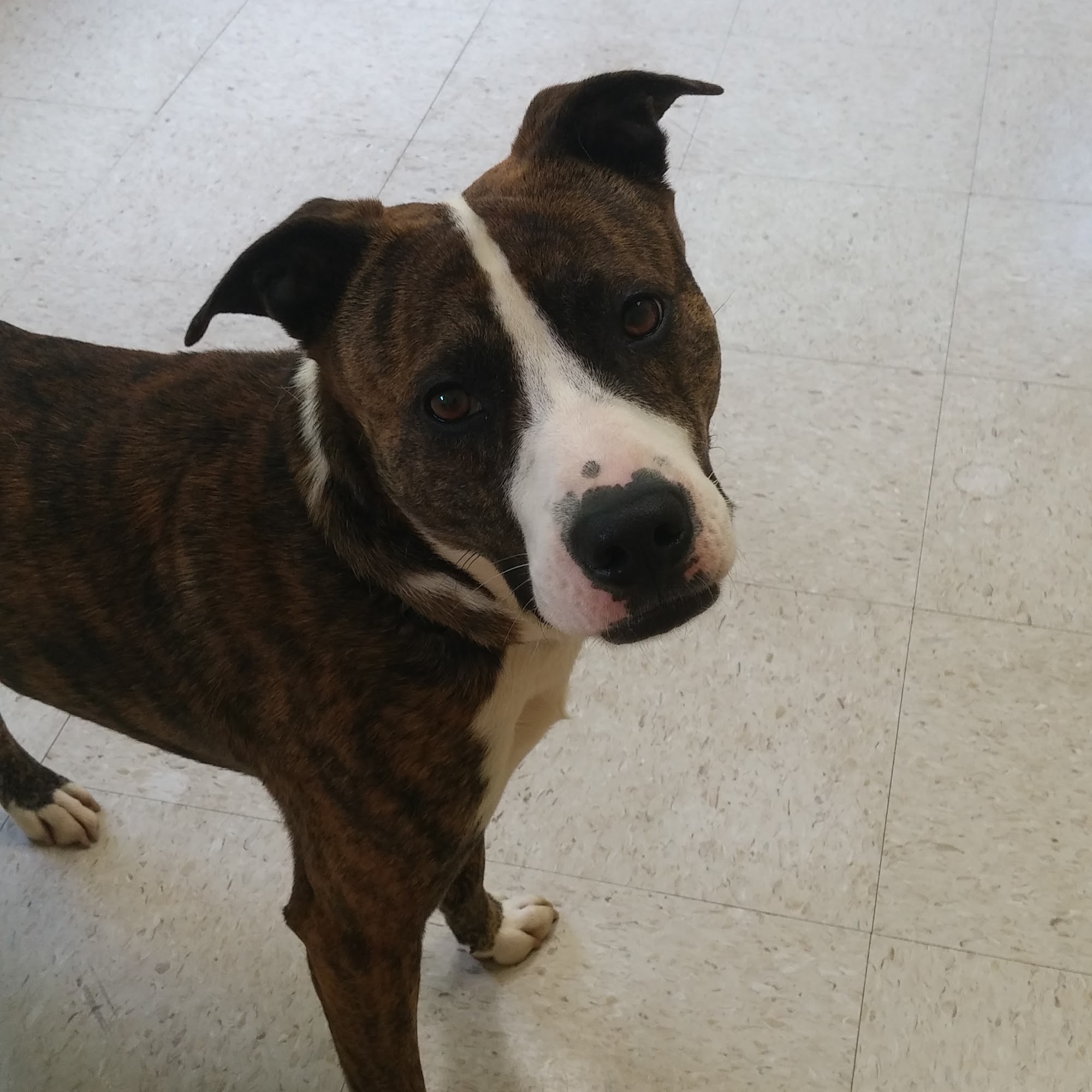 Village Vet Animal Hospital Clemmons