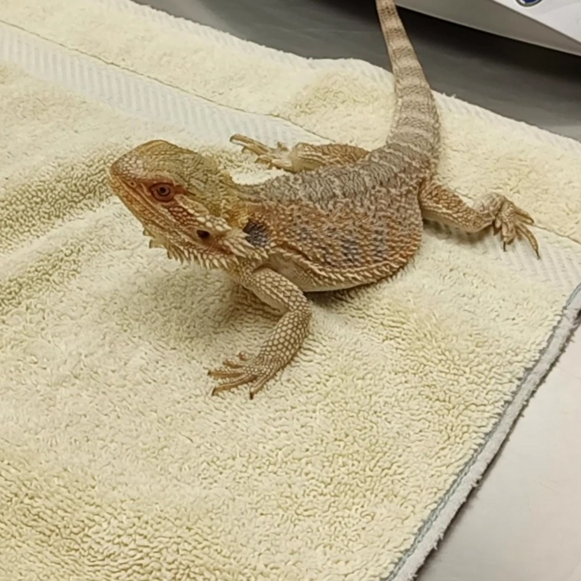 Animal Ark Veterinary Hospital Clemmons