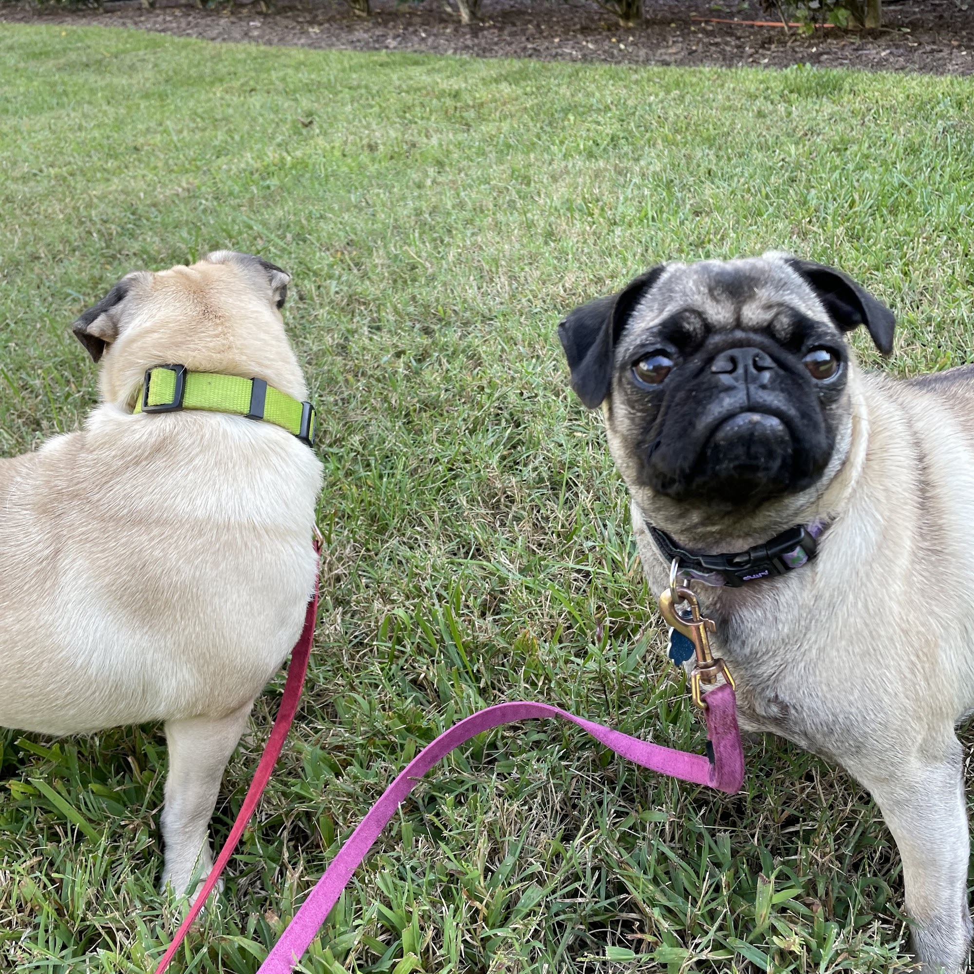 Carolina Pet Place Clemmons