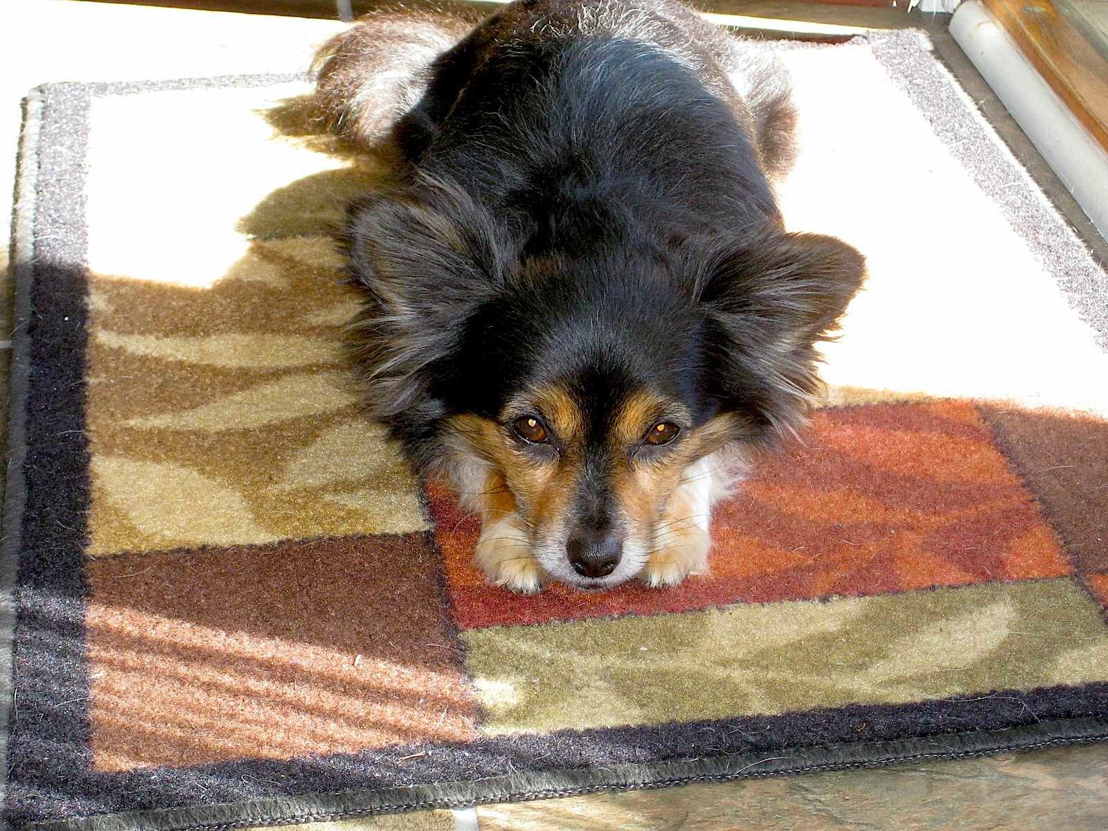 Canine Kisses Clemmons