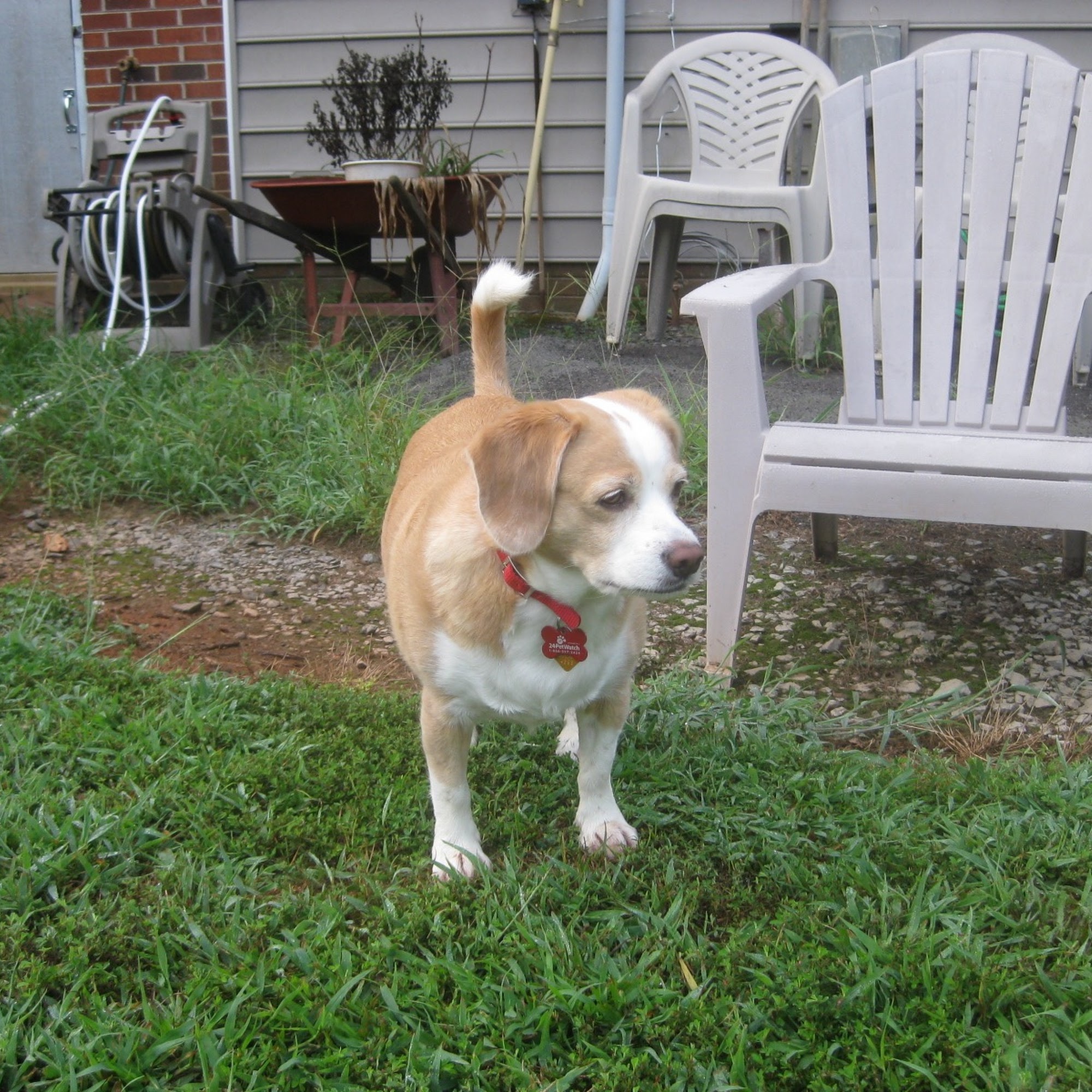 Canine Kisses Clemmons