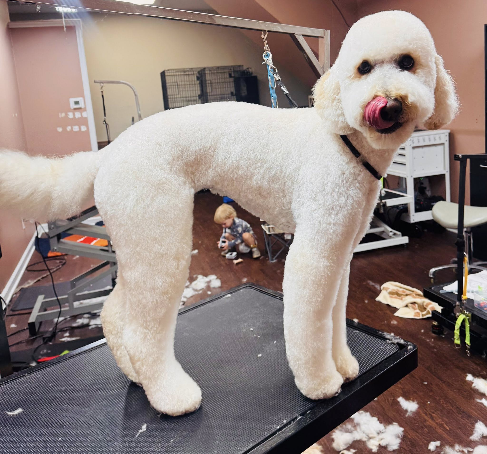 Lucky Dog Grooming Shop Clemmons