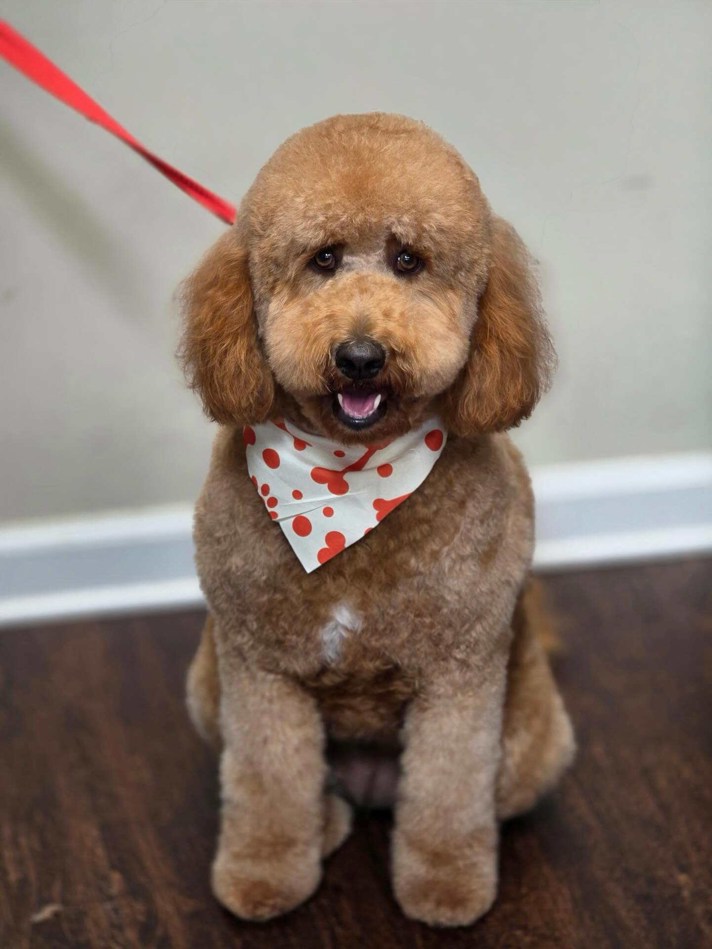 Lucky Dog Grooming Shop Clemmons