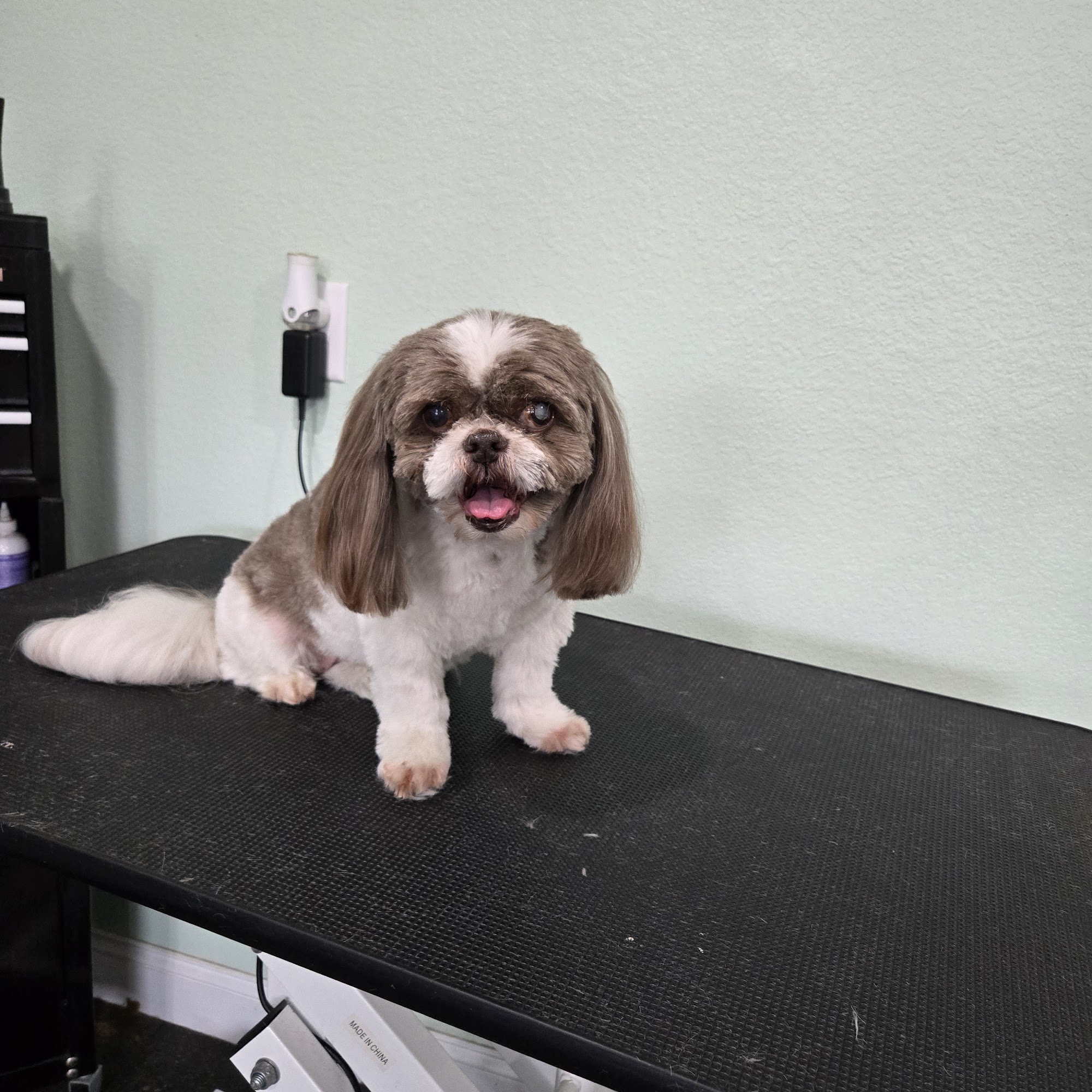 Pampered Paws Pet Grooming Columbia