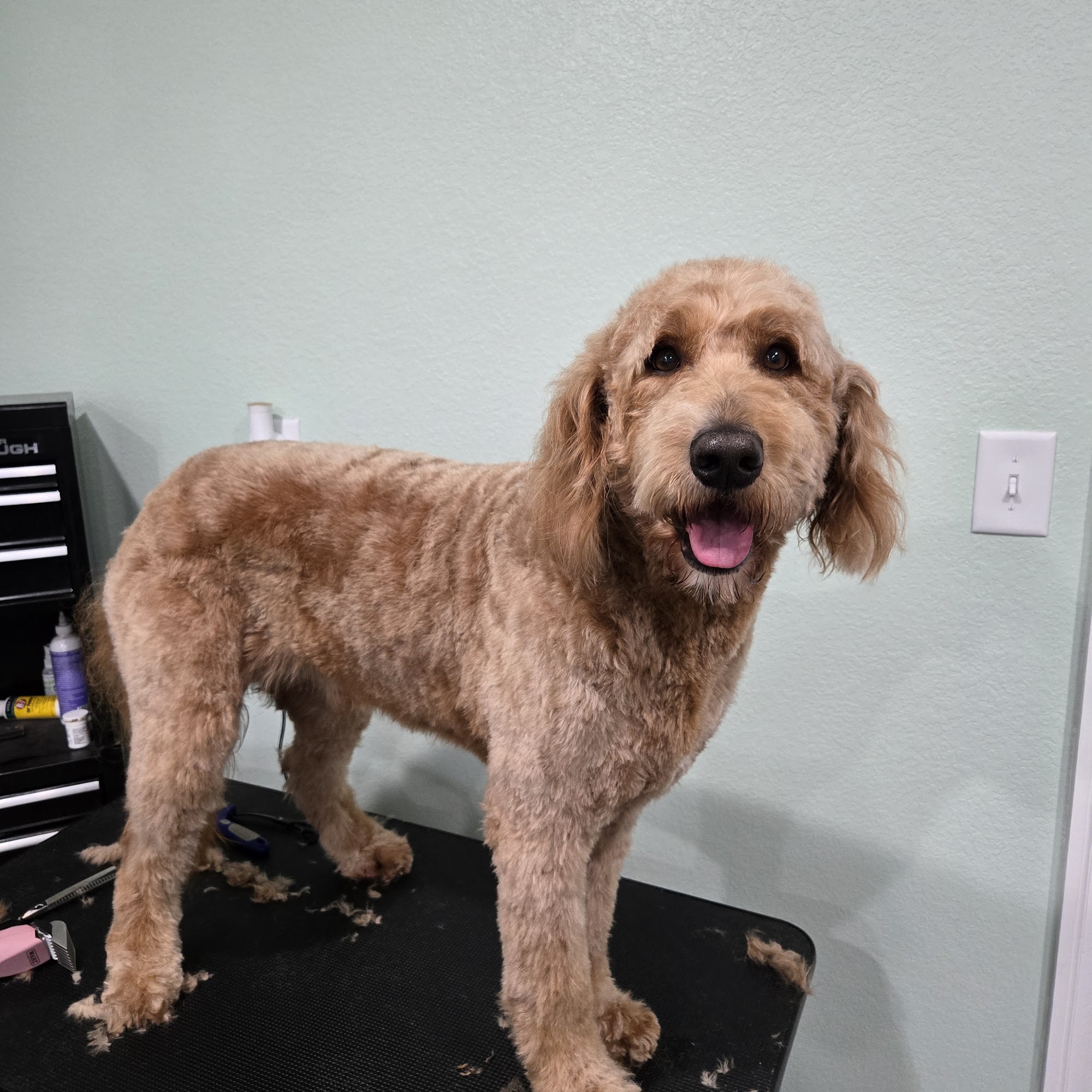 Pampered Paws Pet Grooming