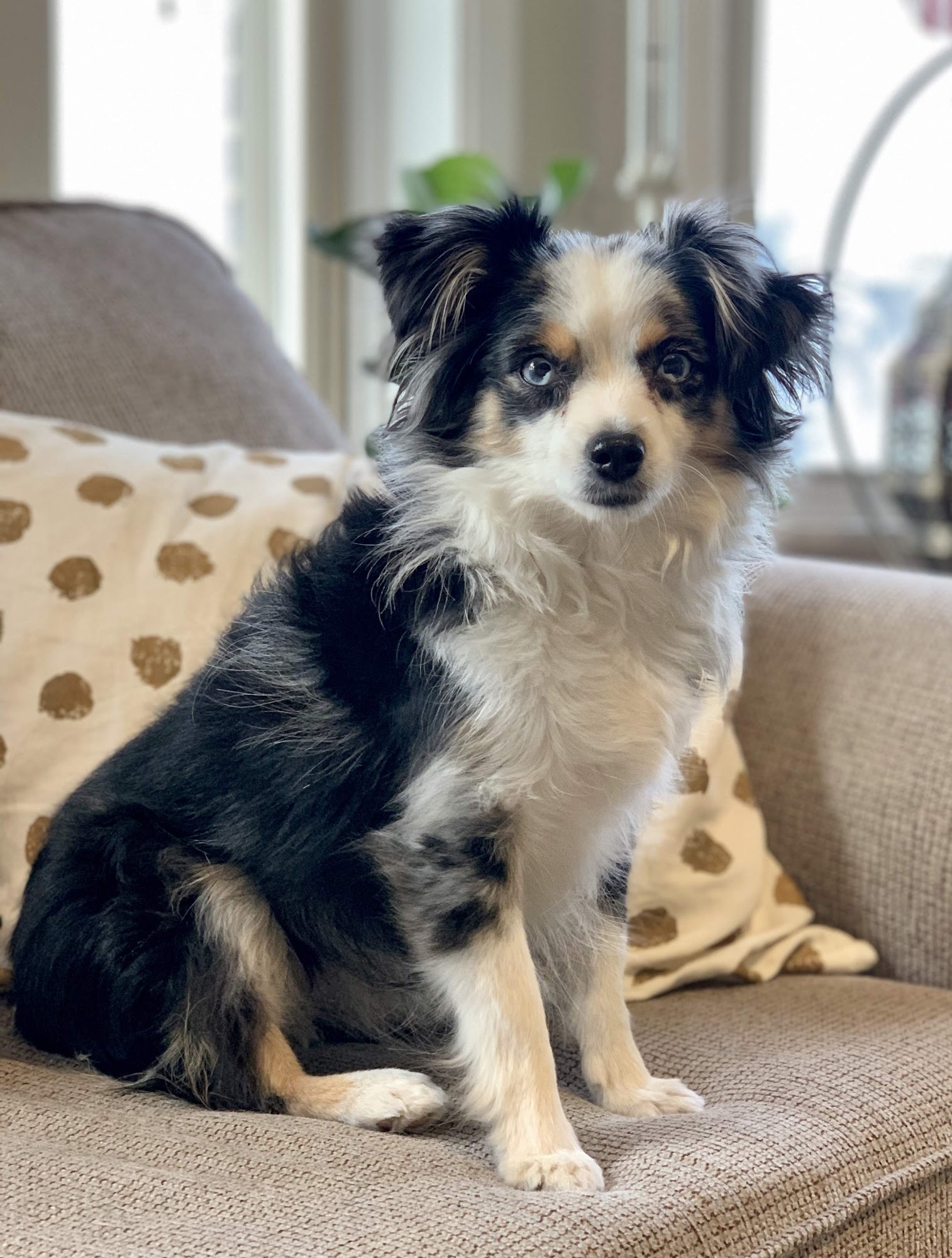 Bonnie Brae Veterinary Hospital Columbus