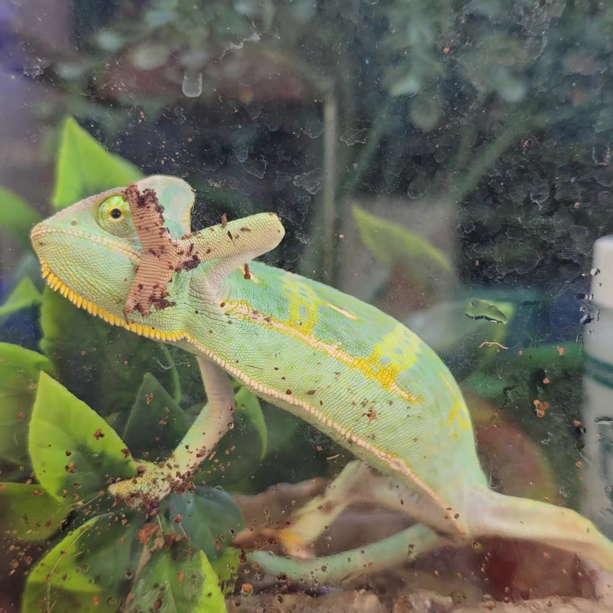 Pet Supplies Plus Concord Concord