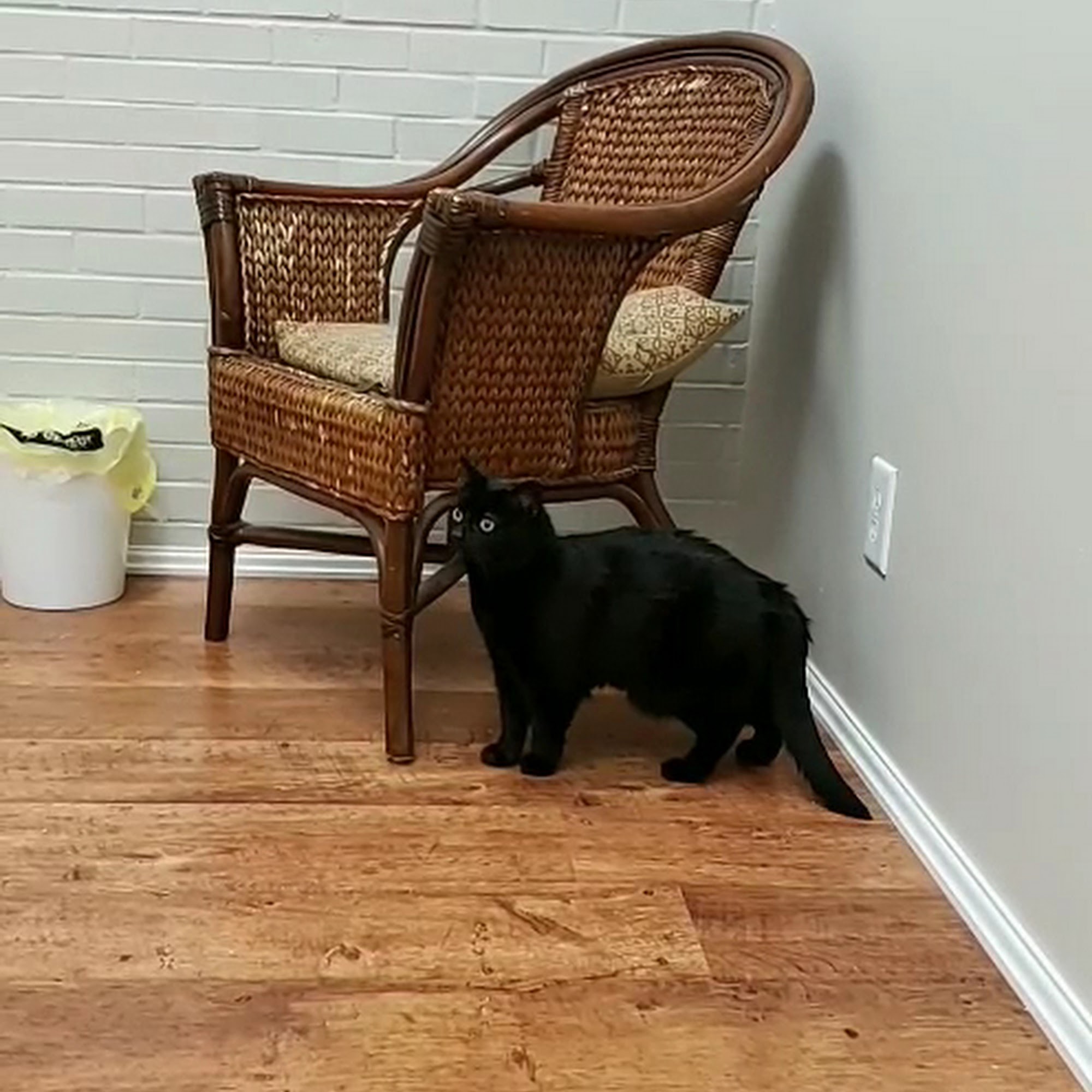 Whiskers and Paws Veterinary Wellness Clinic Concord