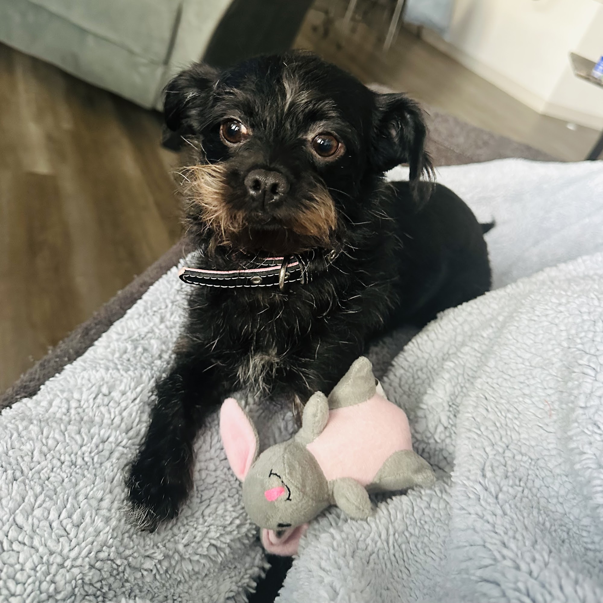 Cabarrus Spay & Neuter Clinic Concord