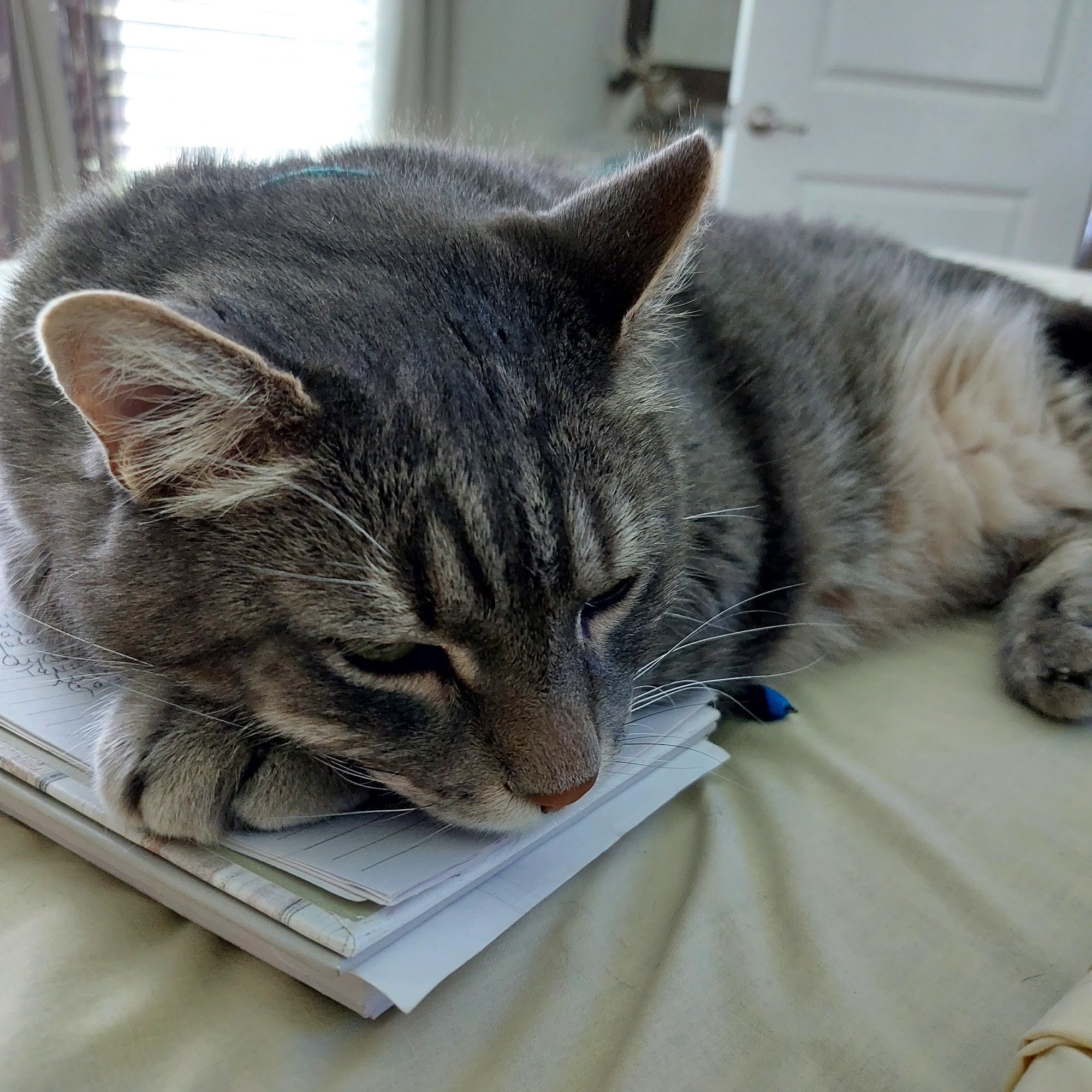 Animal Care Clinic of Concord Concord