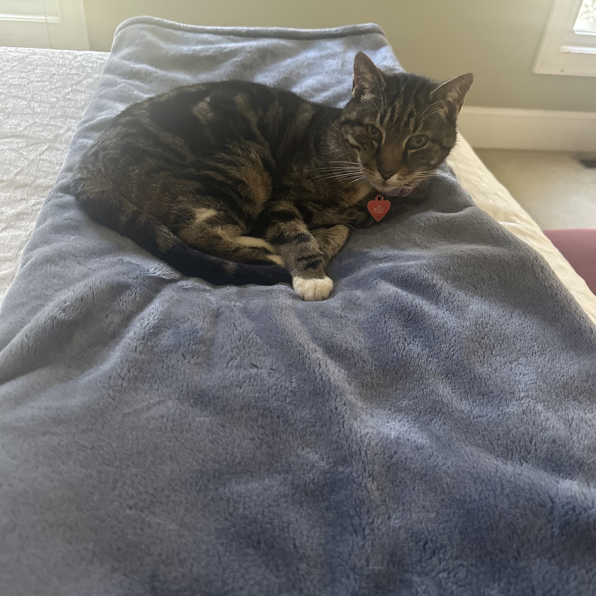 Coddle Creek Animal Hospital Concord