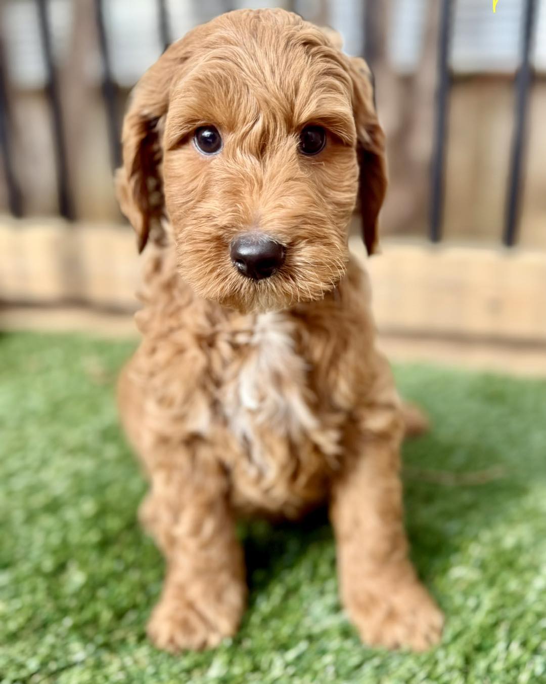 Darlin' Doggies Grooming Salon Concord