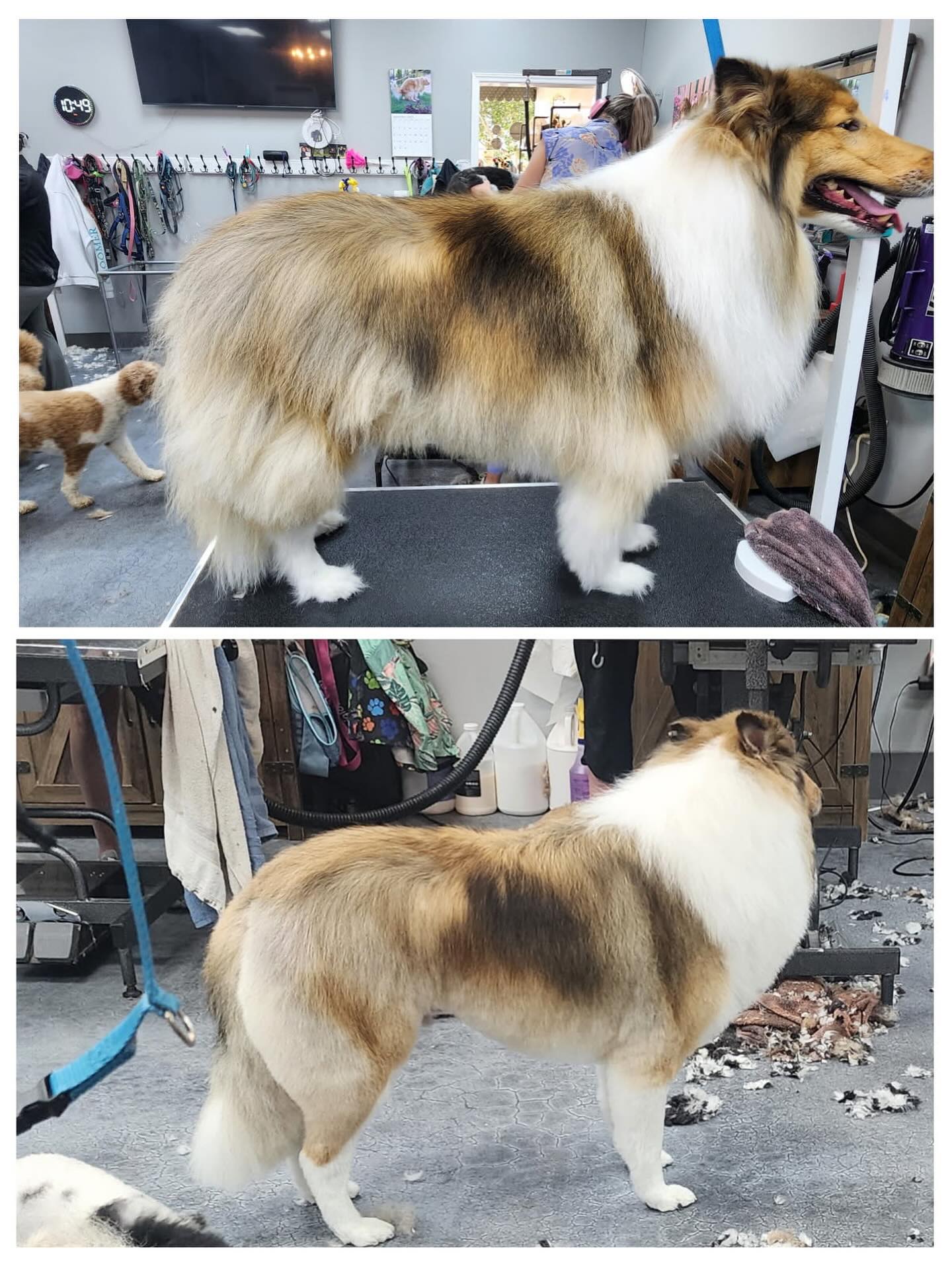 Darlin' Doggies Grooming Salon Concord