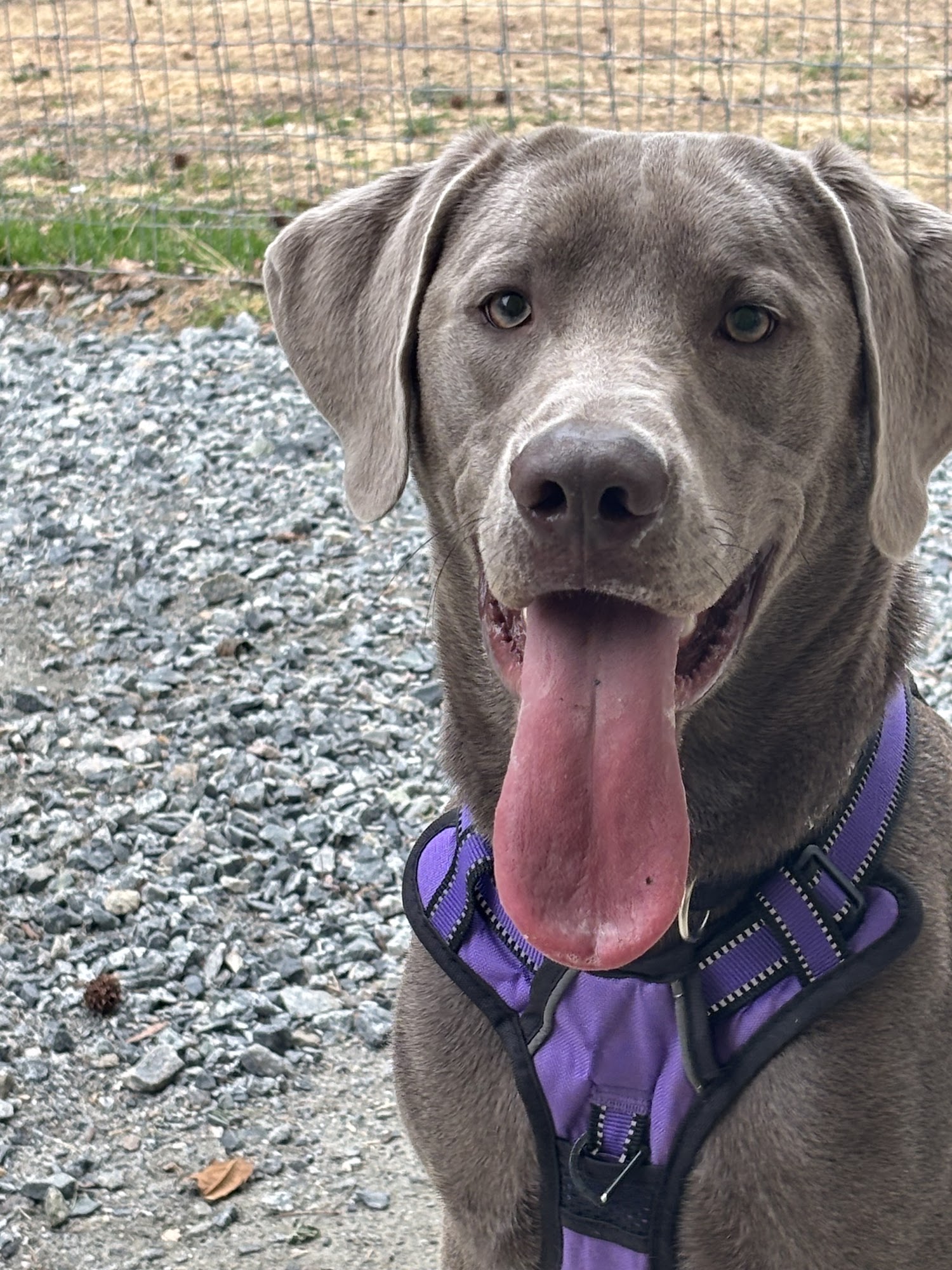 Sandy's Pet Service Concord