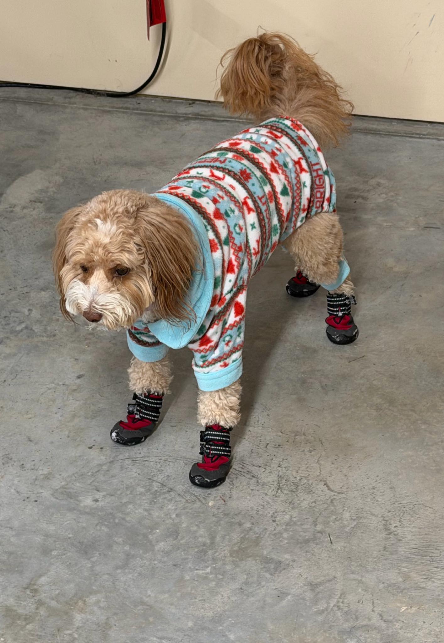 Sandy's Pet Service Concord