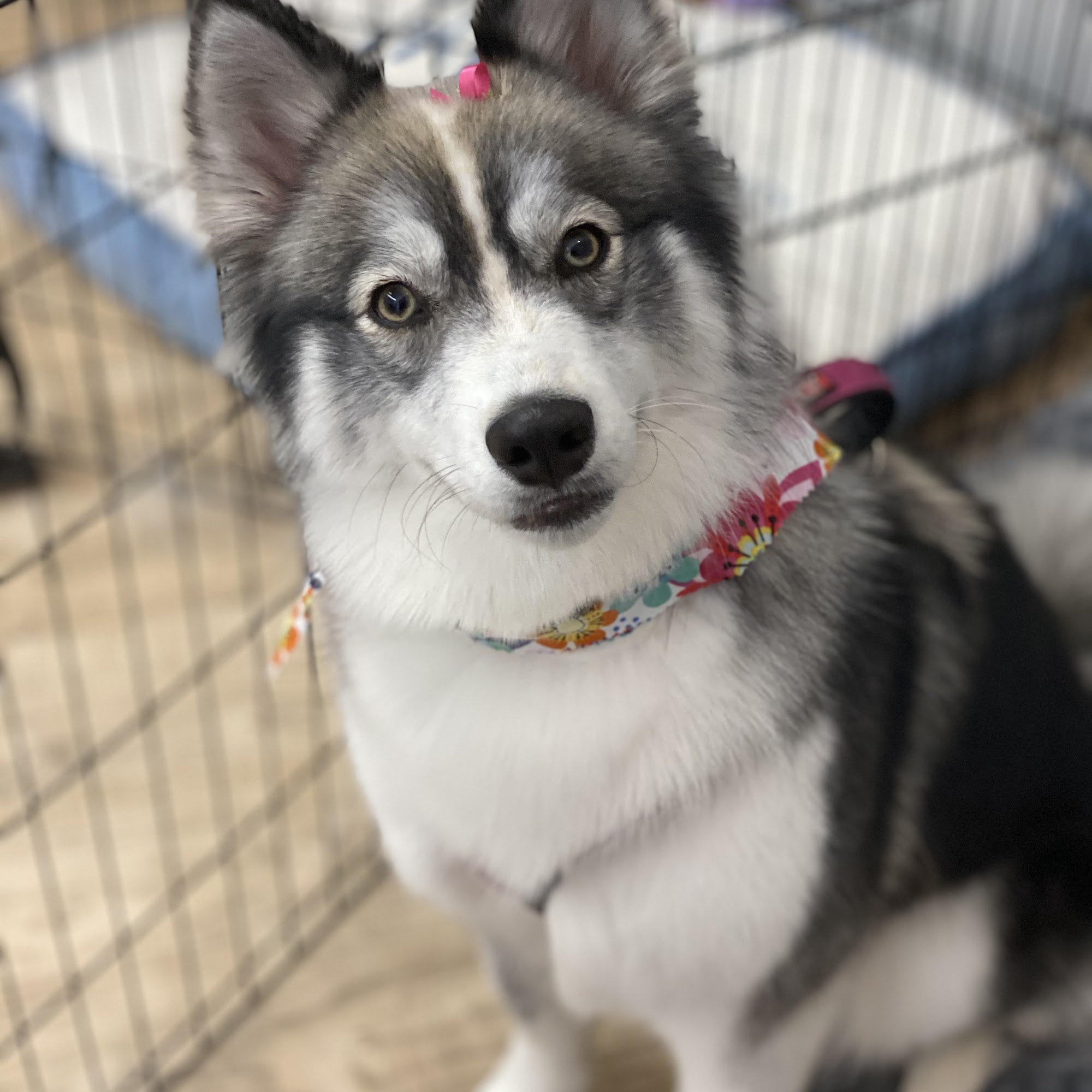 Trims For Tails, LLC Concord