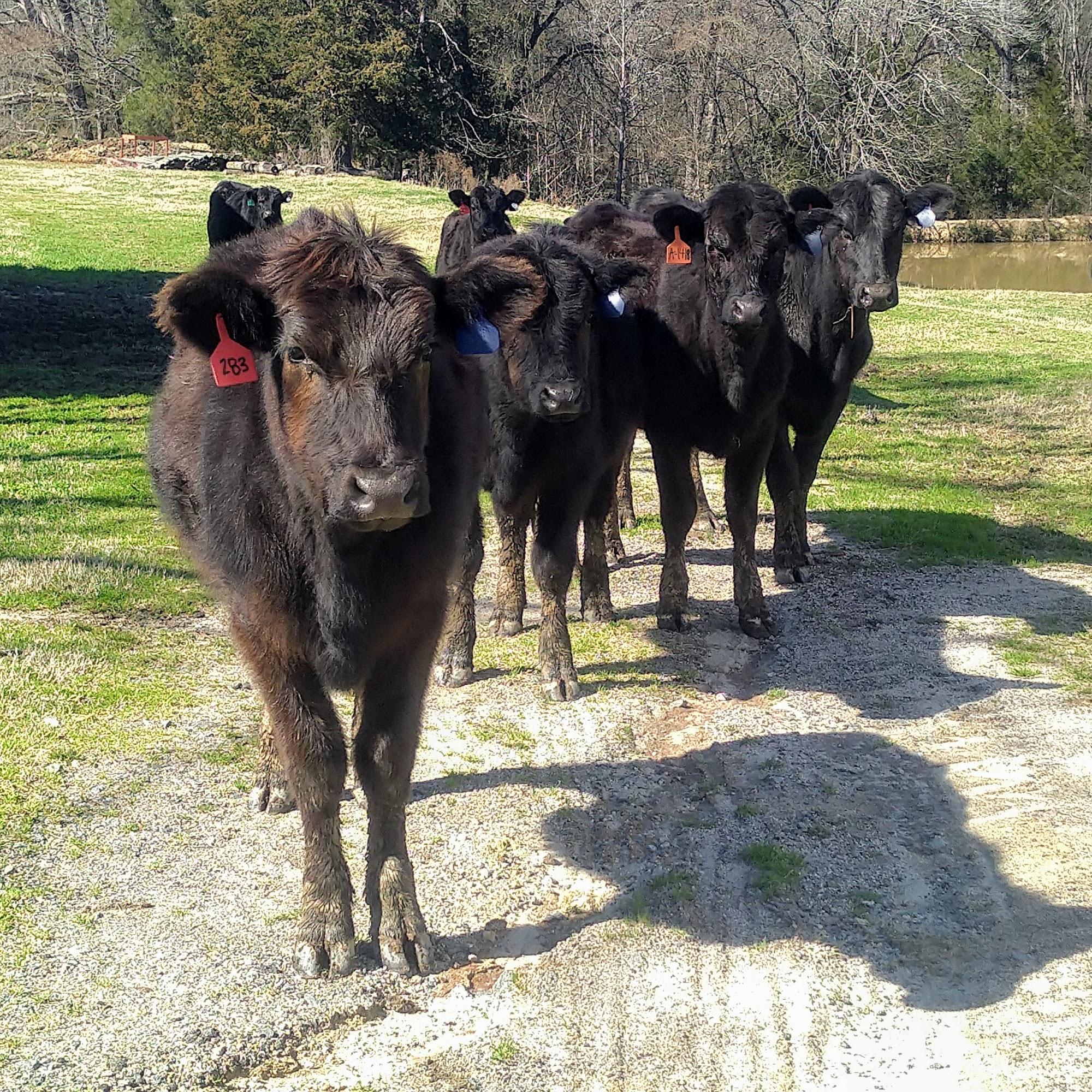 The Cook Cattle Farm Concord