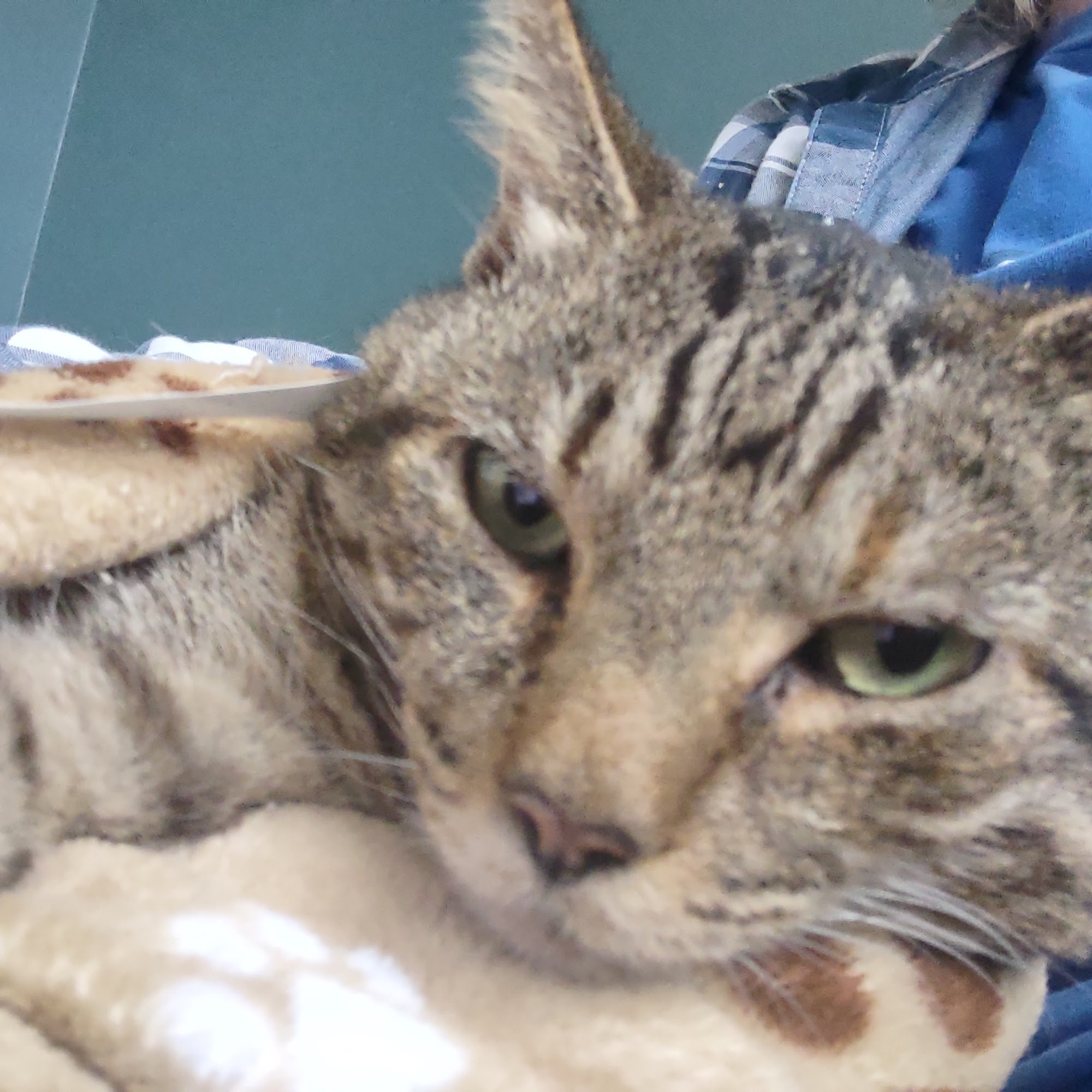 Shadow Ridge Veterinary Hospital & Urgent Care Connelly Springs