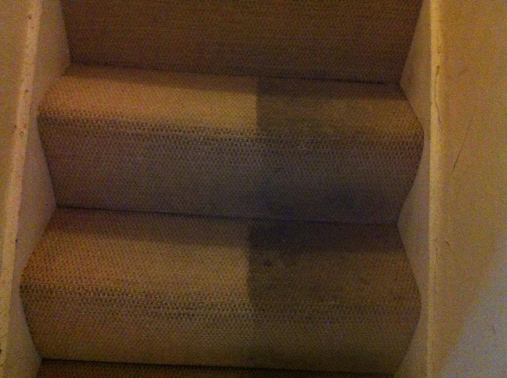 Wayne's Carpet Cleaning