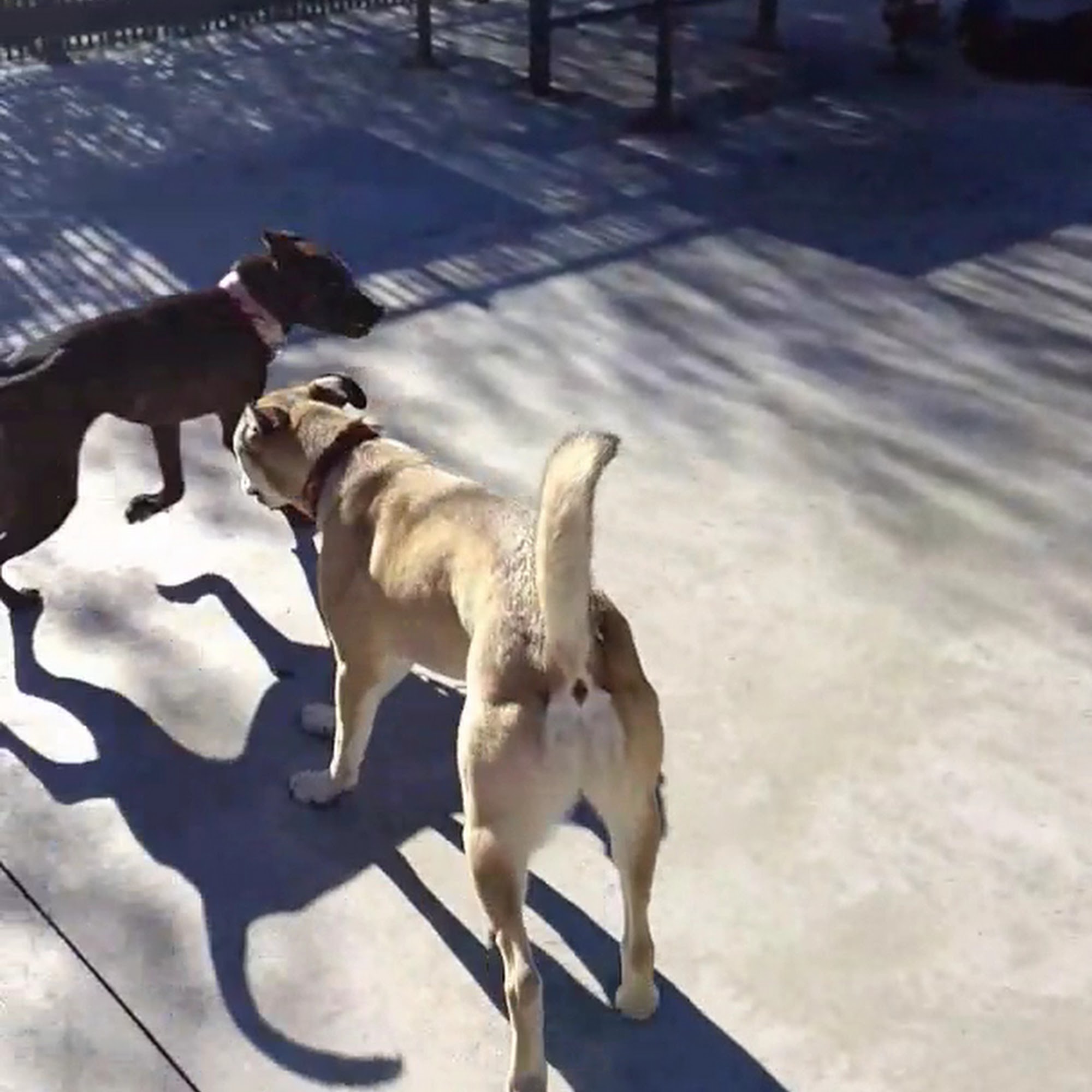 Lucky Dog Bark - Lake Norman Cornelius