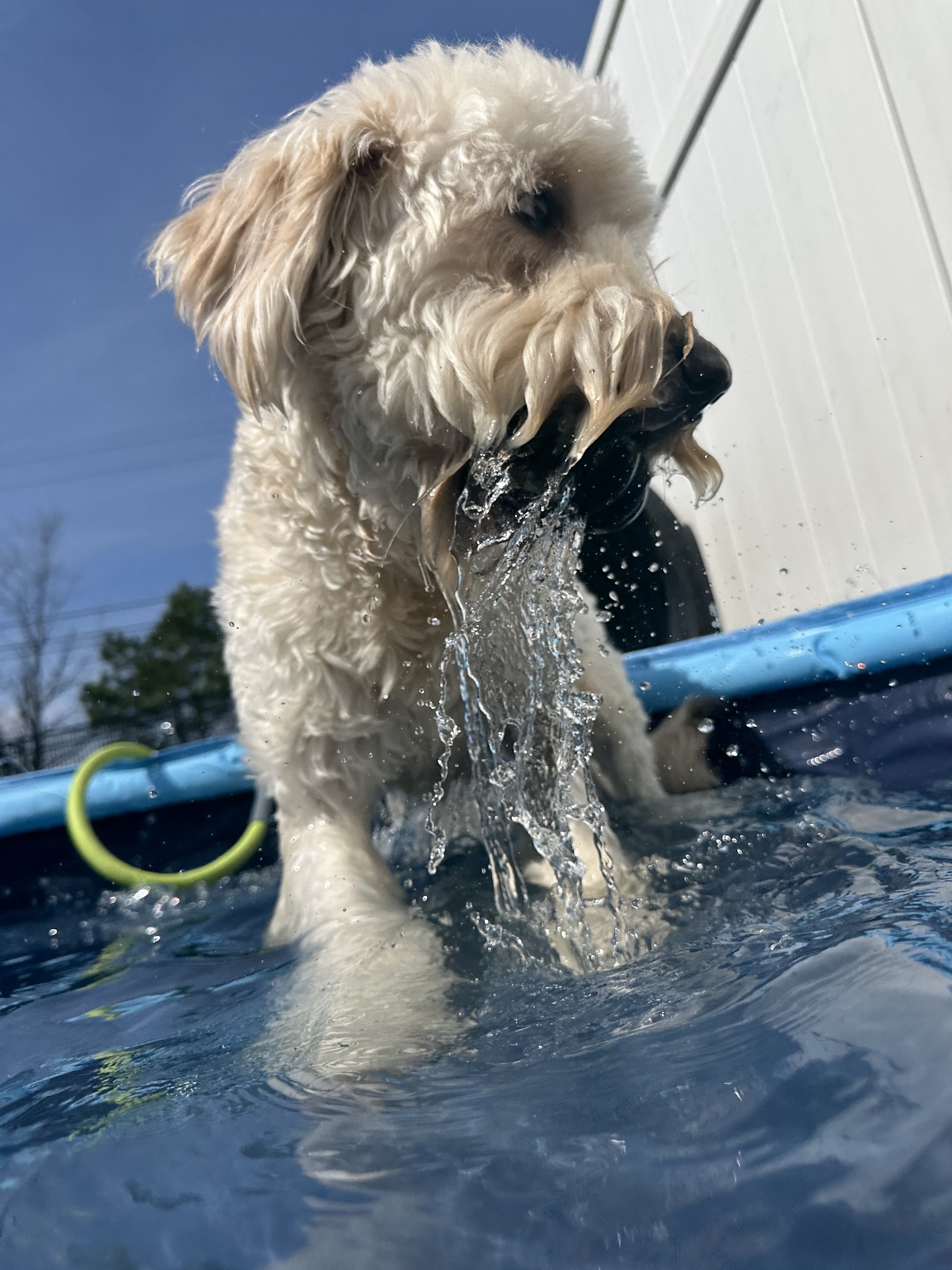 Lucky Dog Bark - Lake Norman Cornelius