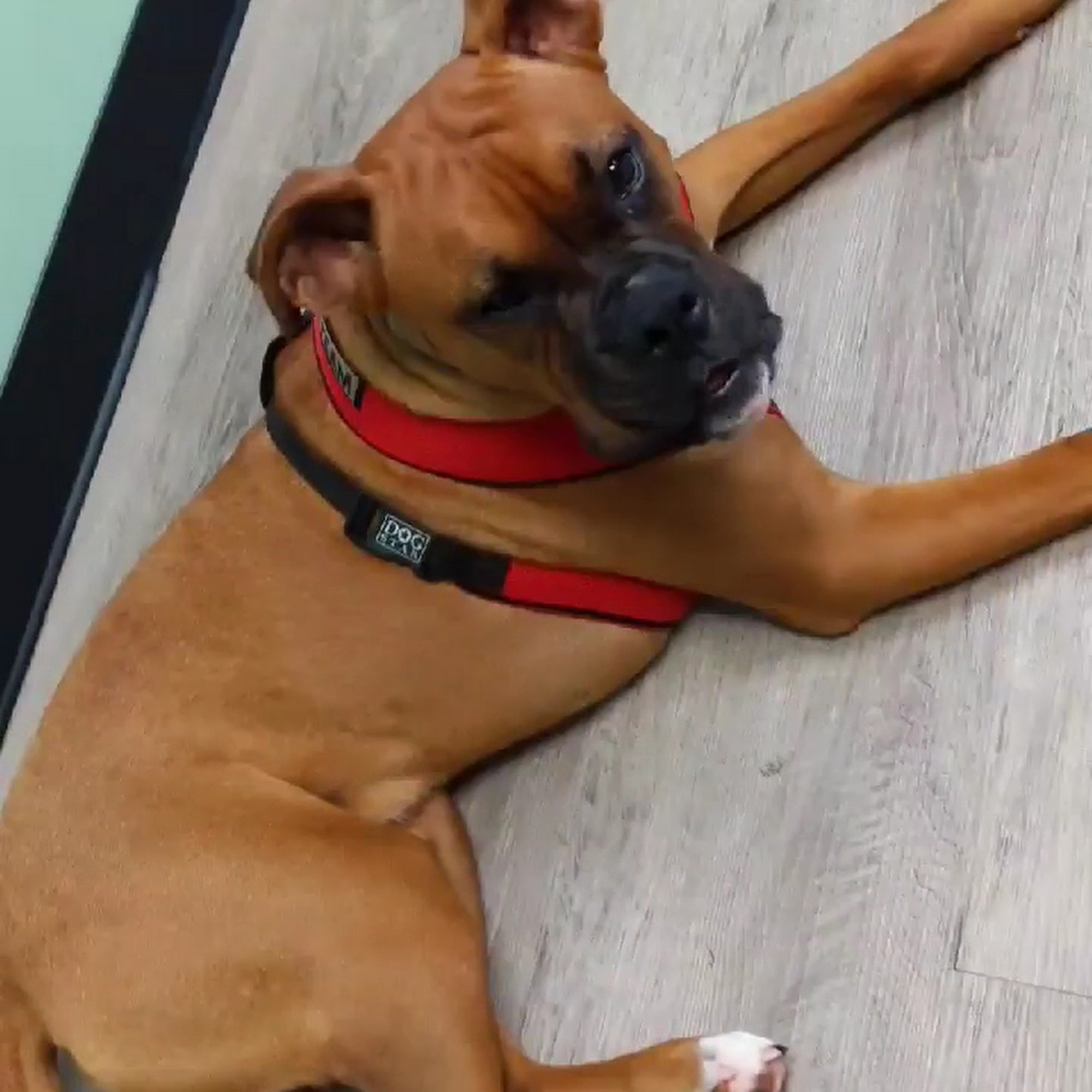 Main Street Veterinary Hospital Cornelius