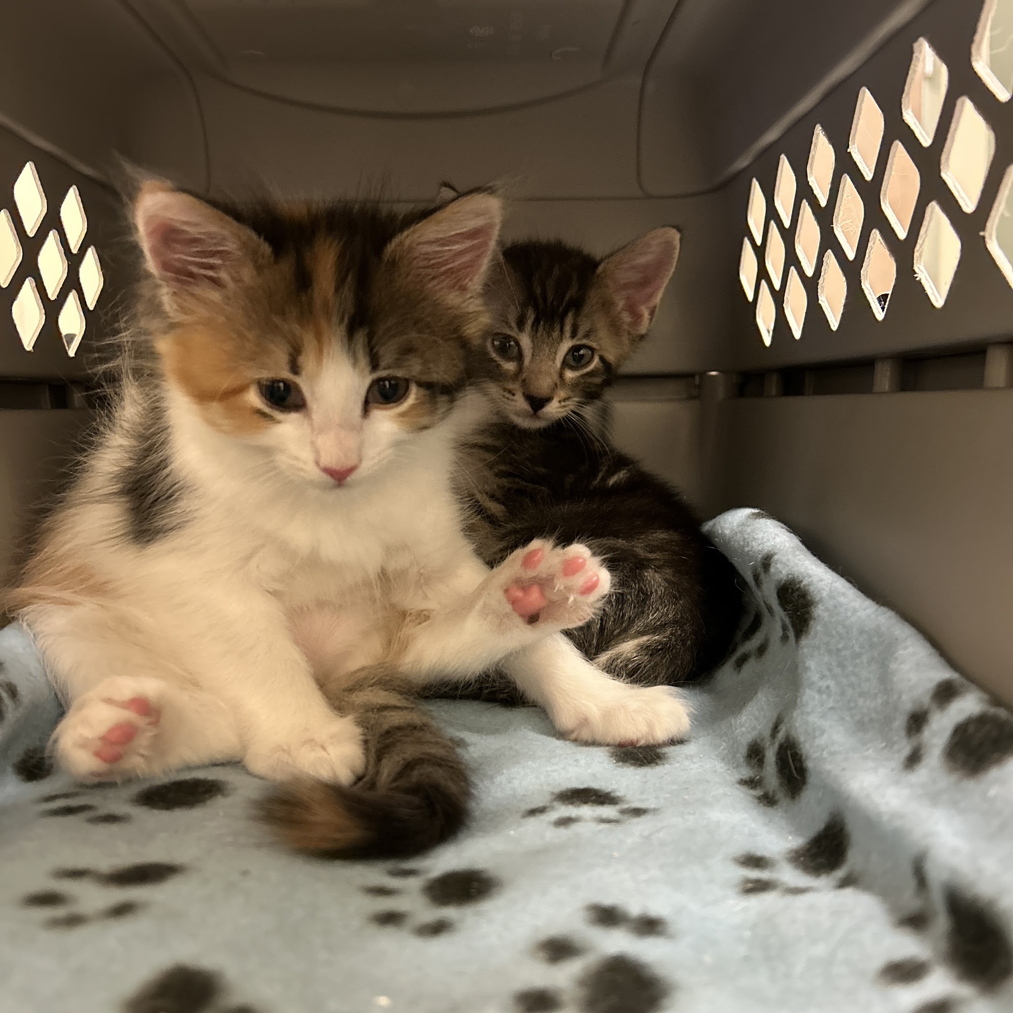 North Mecklenburg Animal Hospital Cornelius