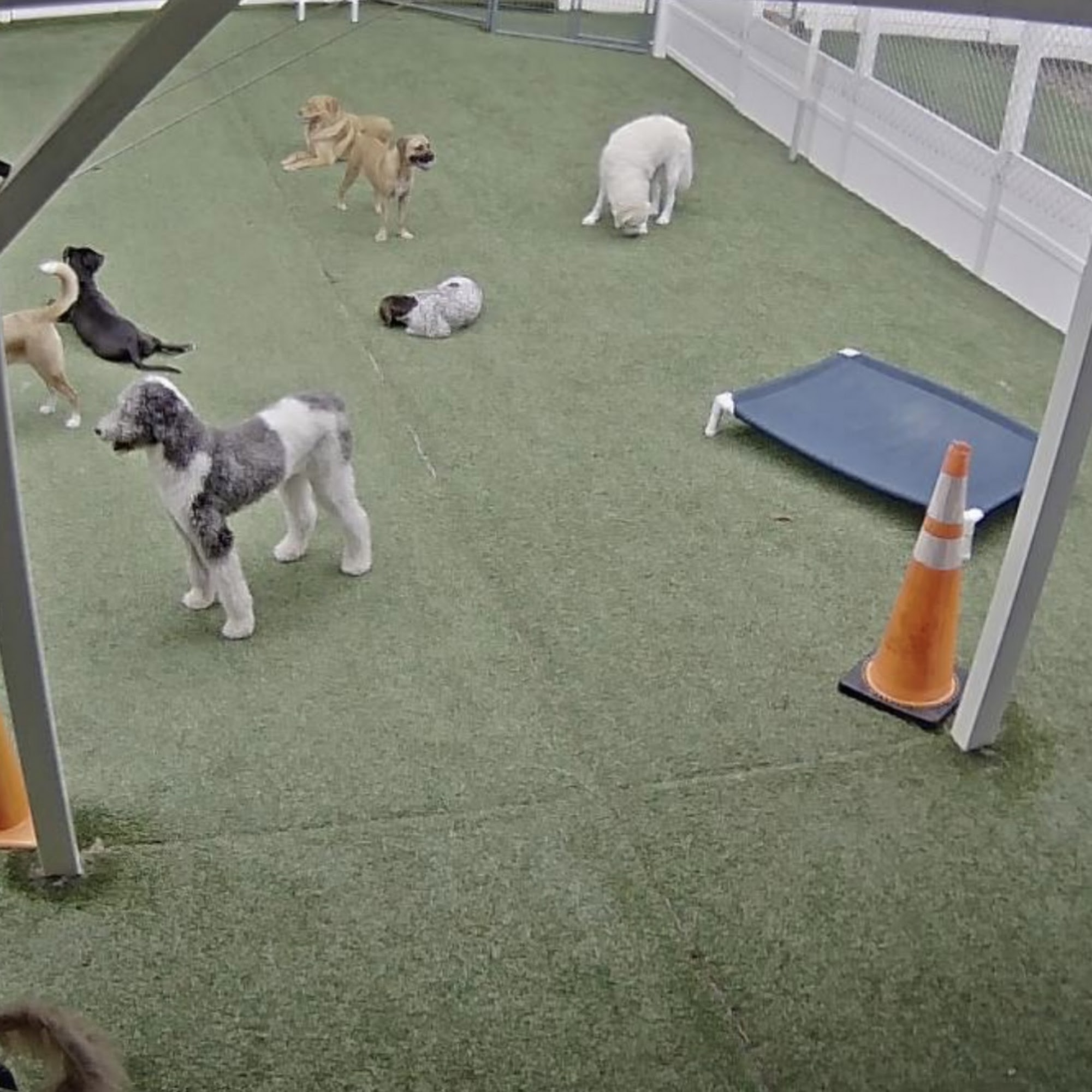 PURRfect Paws Cornelius