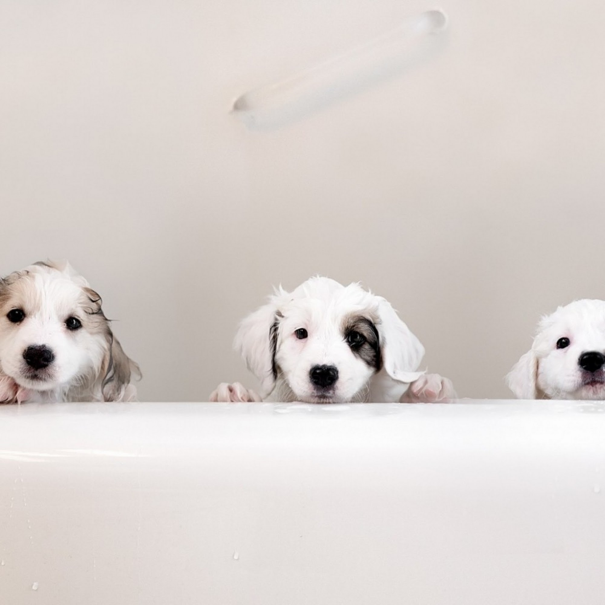 Puppy Luv Dog Grooming Cornelius