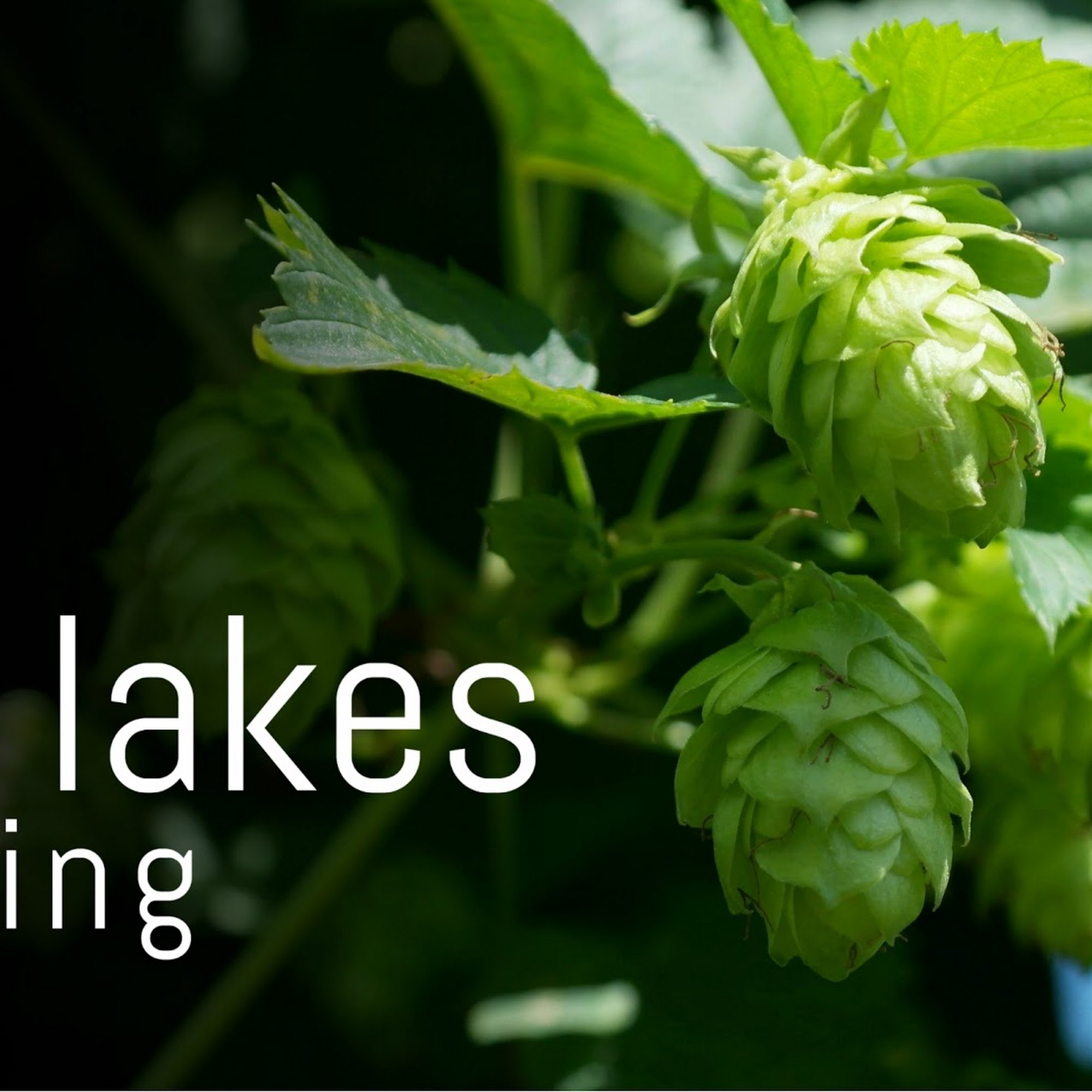 Eleven Lakes Brewing Company Cornelius