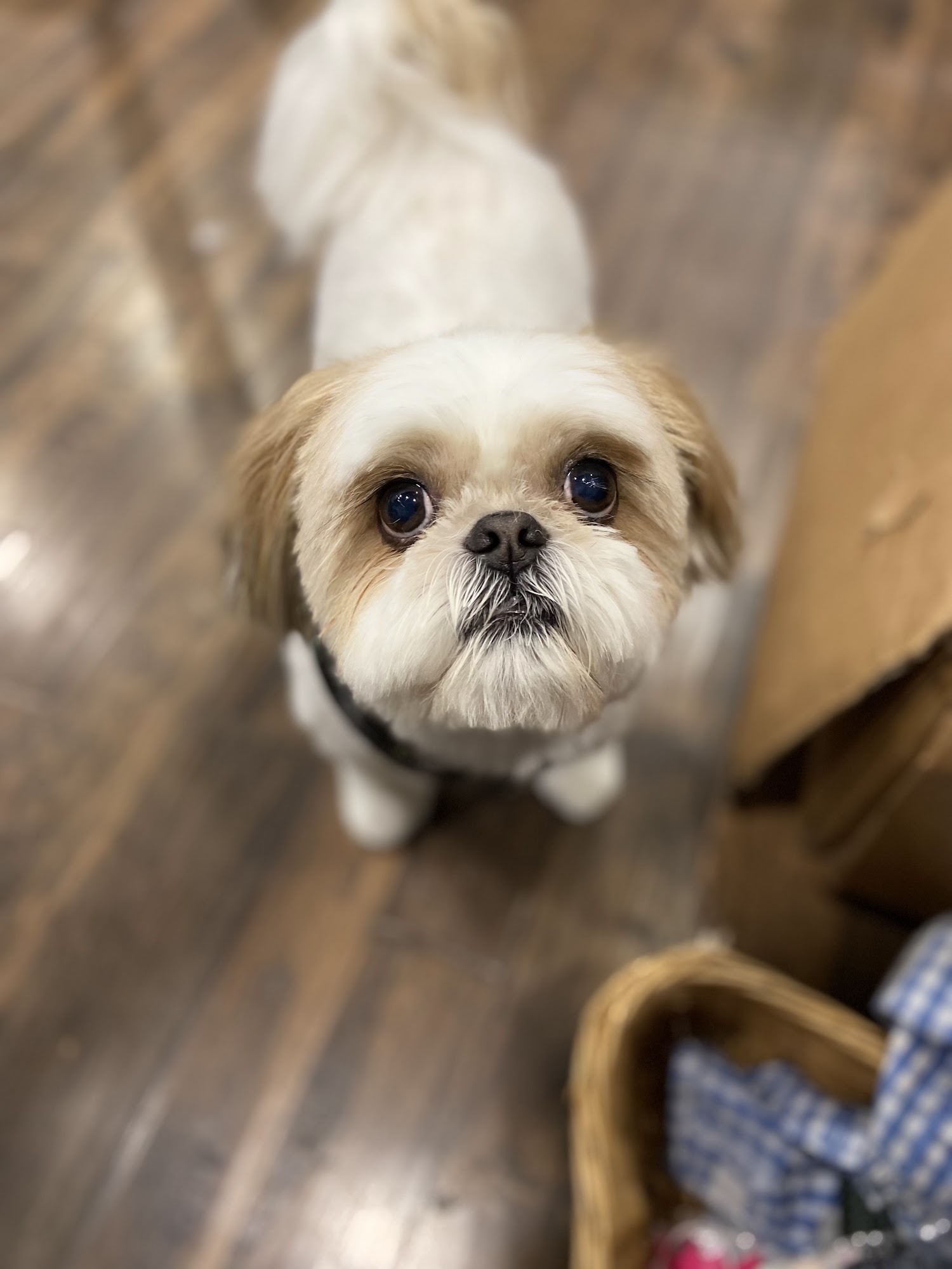 Alpha Dog Salon Cornelius