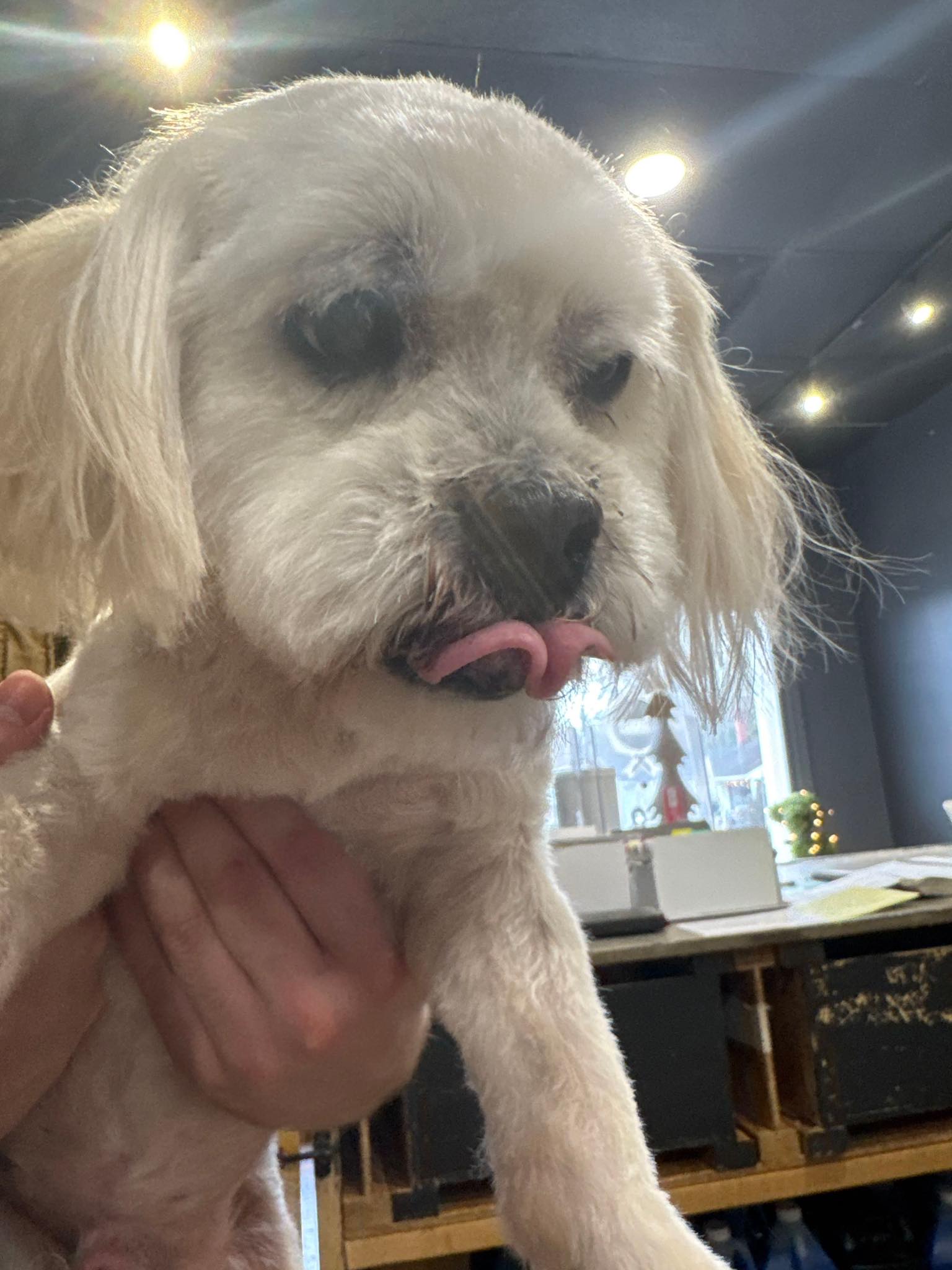 Alpha Dog Salon Cornelius