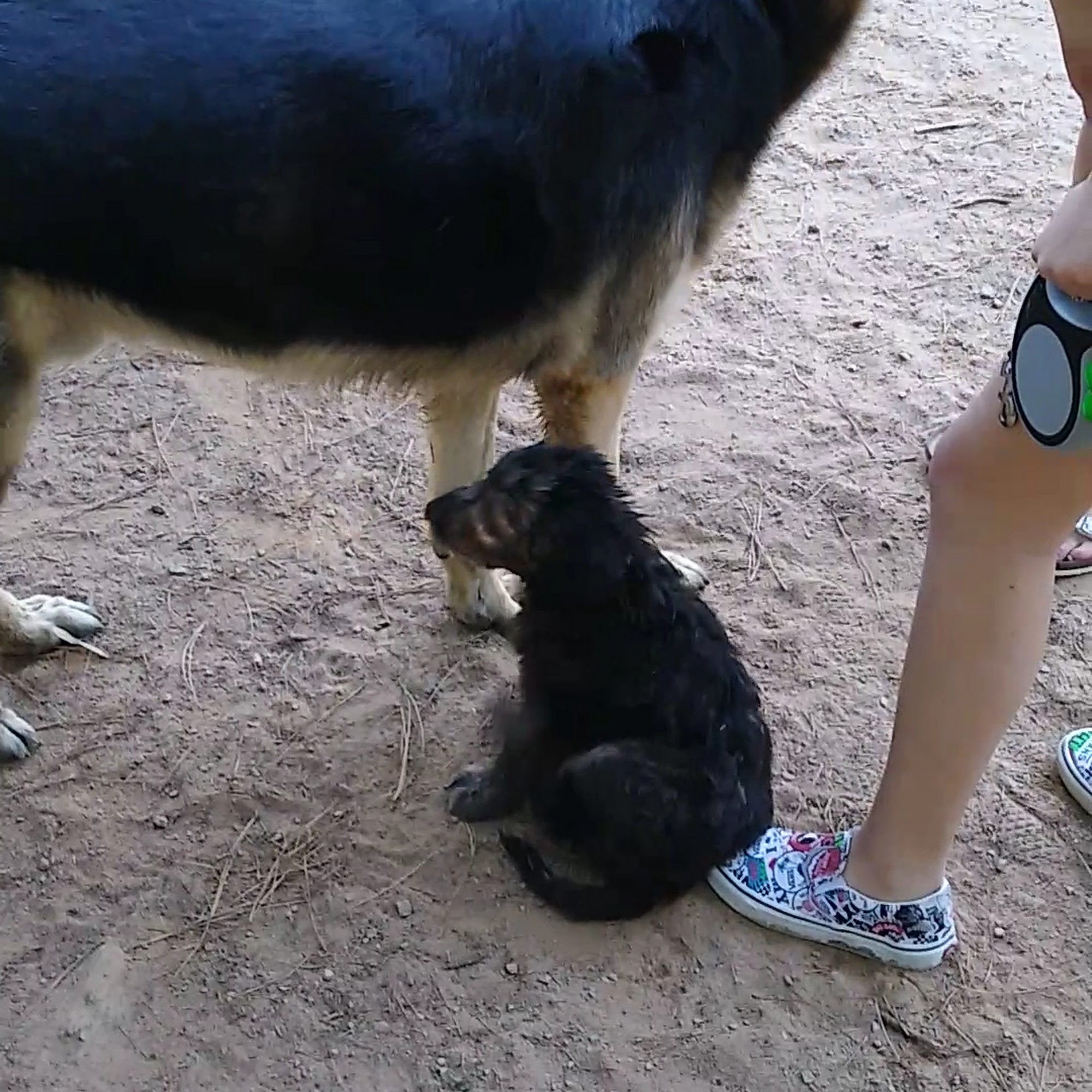 K9 Park At Ramsey Creek Cornelius