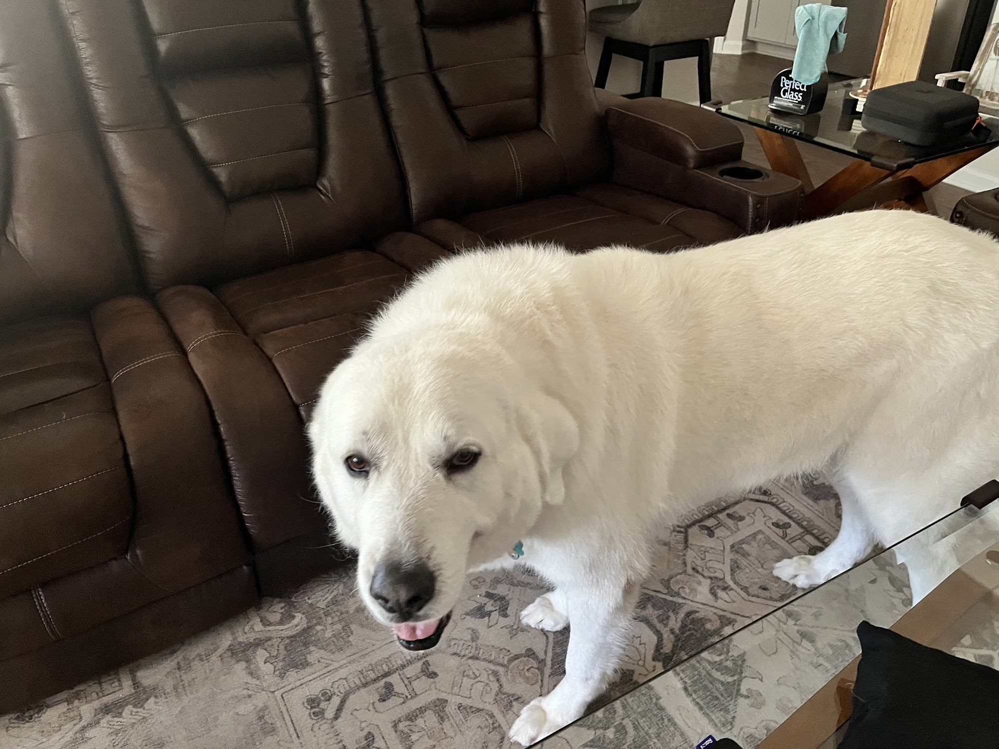 Sundance Mobile Grooming and Sundance Dog Spa Cornelius