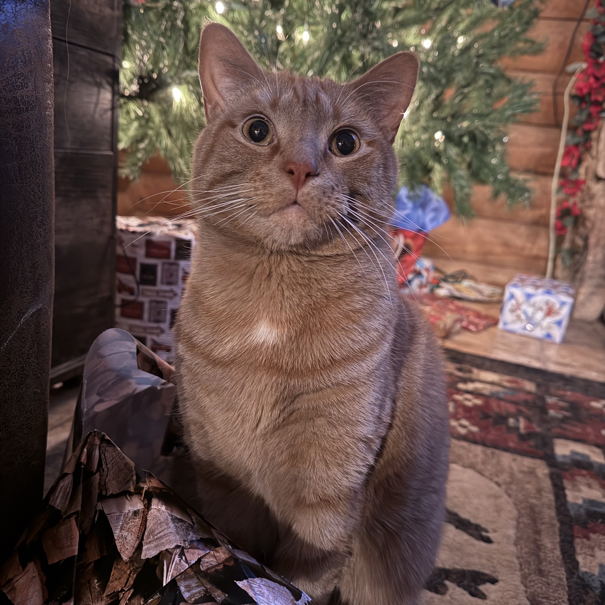 Carolina Animal Hospital of Creedmoor Creedmoor