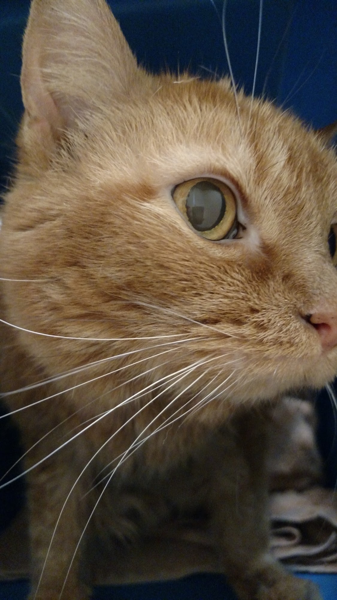 South Granville Animal Hospital Creedmoor