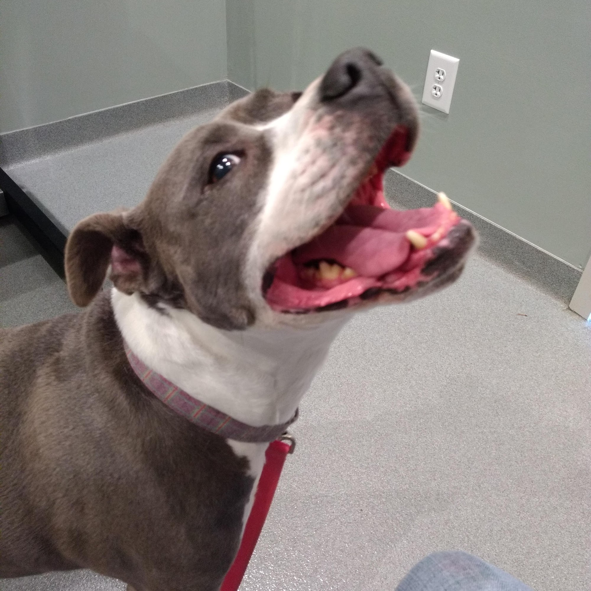 Mule Town Veterinary Hospital Creedmoor