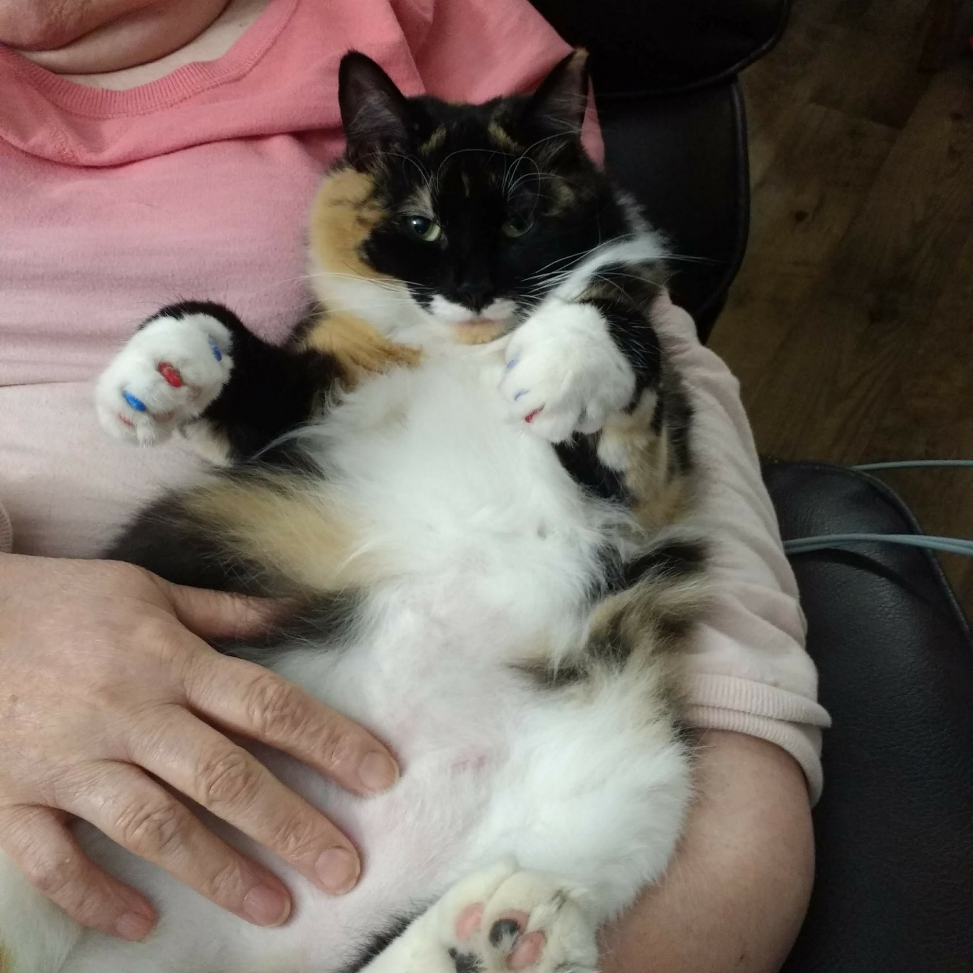 Crossroads Animal Hospital Dallas