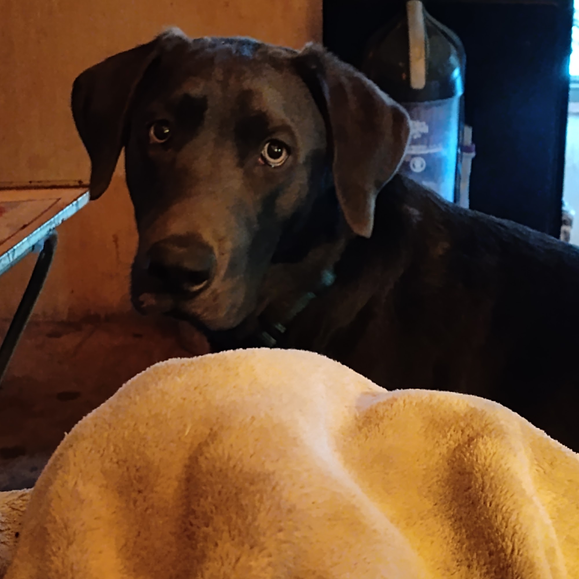 Denton Animal Hospital Denton