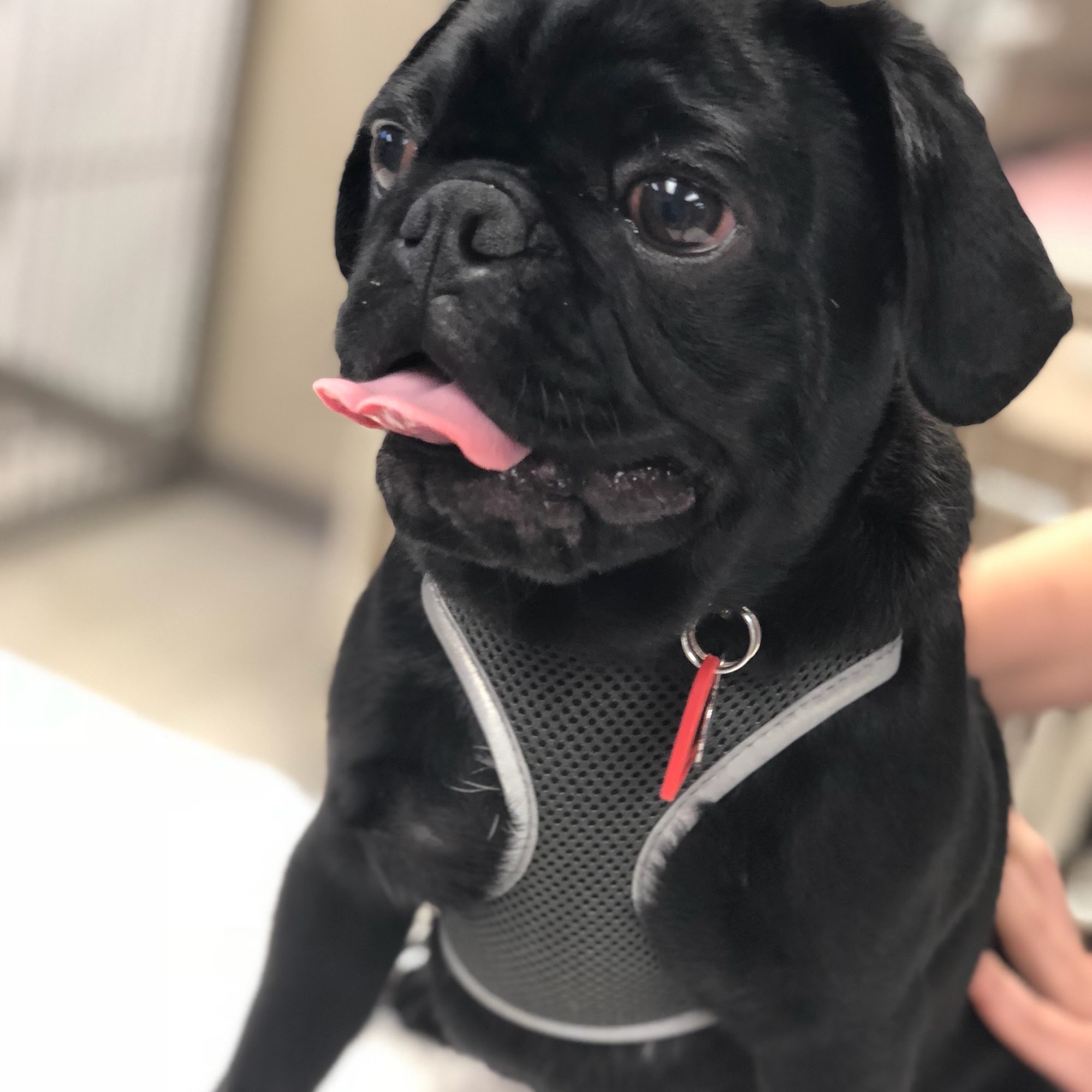 Denver Animal Emergency Denver