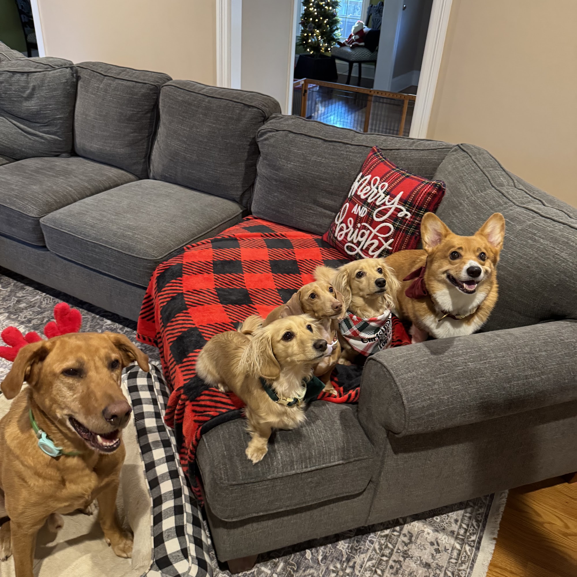 West Shore Animal Hospital Denver