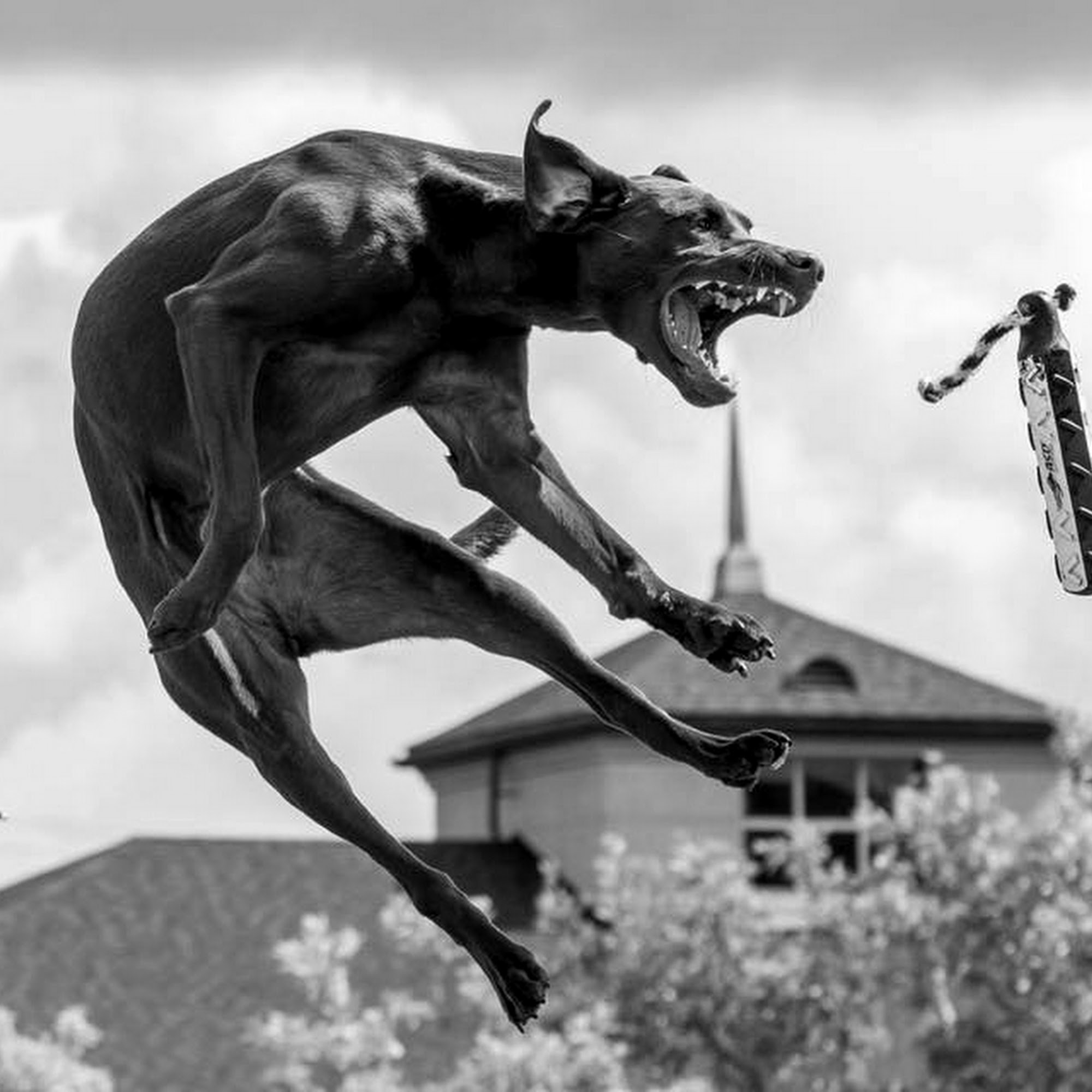 Little Mountain Veterinary Clinic Denver