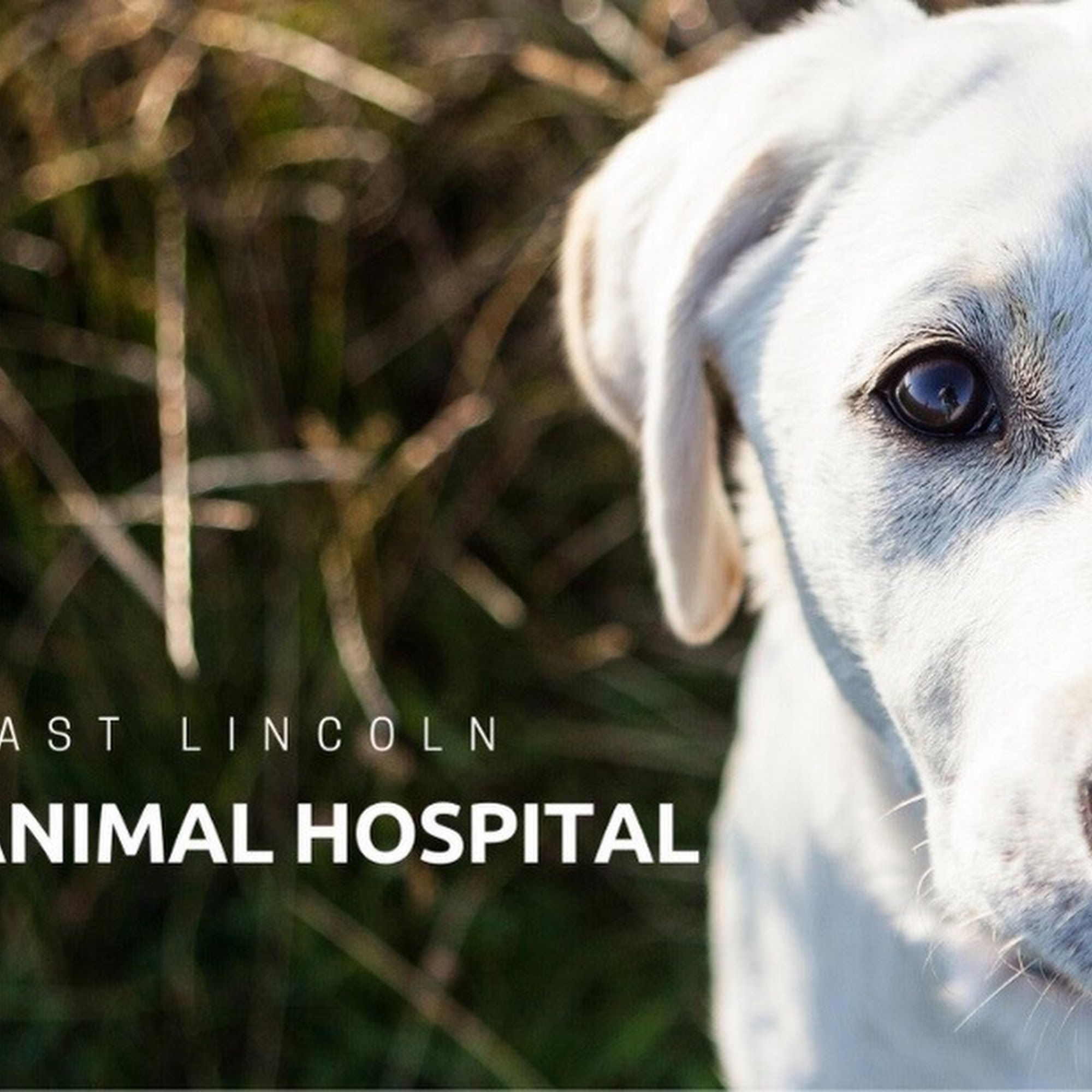 East Lincoln Animal Hospital Denver
